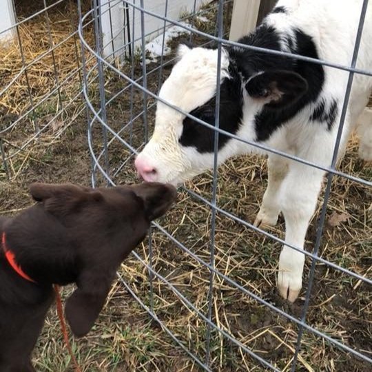 A black puppy and a young calf are touching noses through a wire fence on a farm.