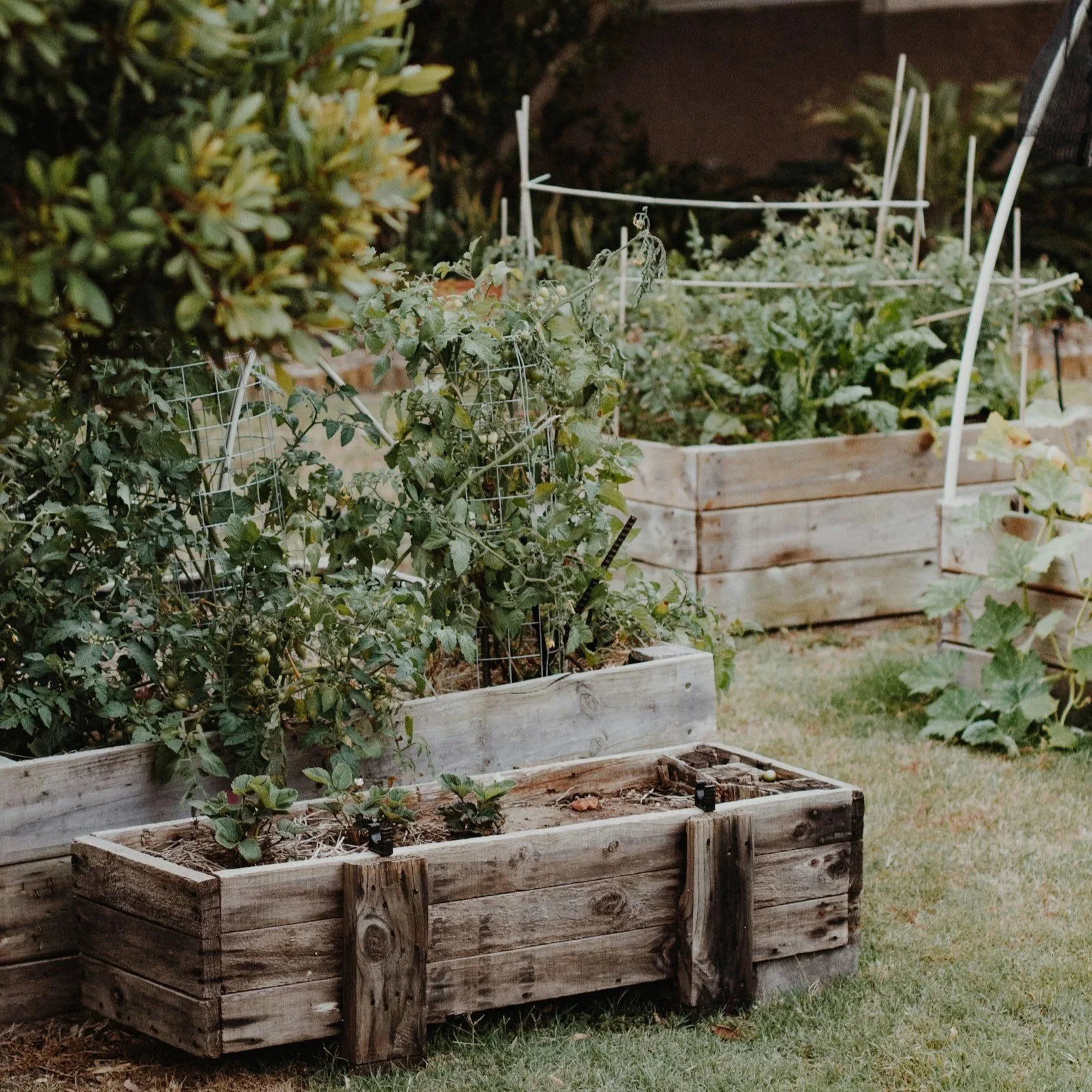 Garden Beds with Stone-Cold Personality