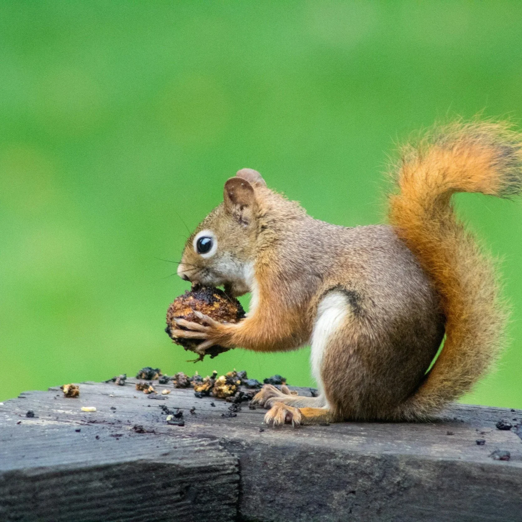 Say Goodbye to Drips, Critters, and Debris