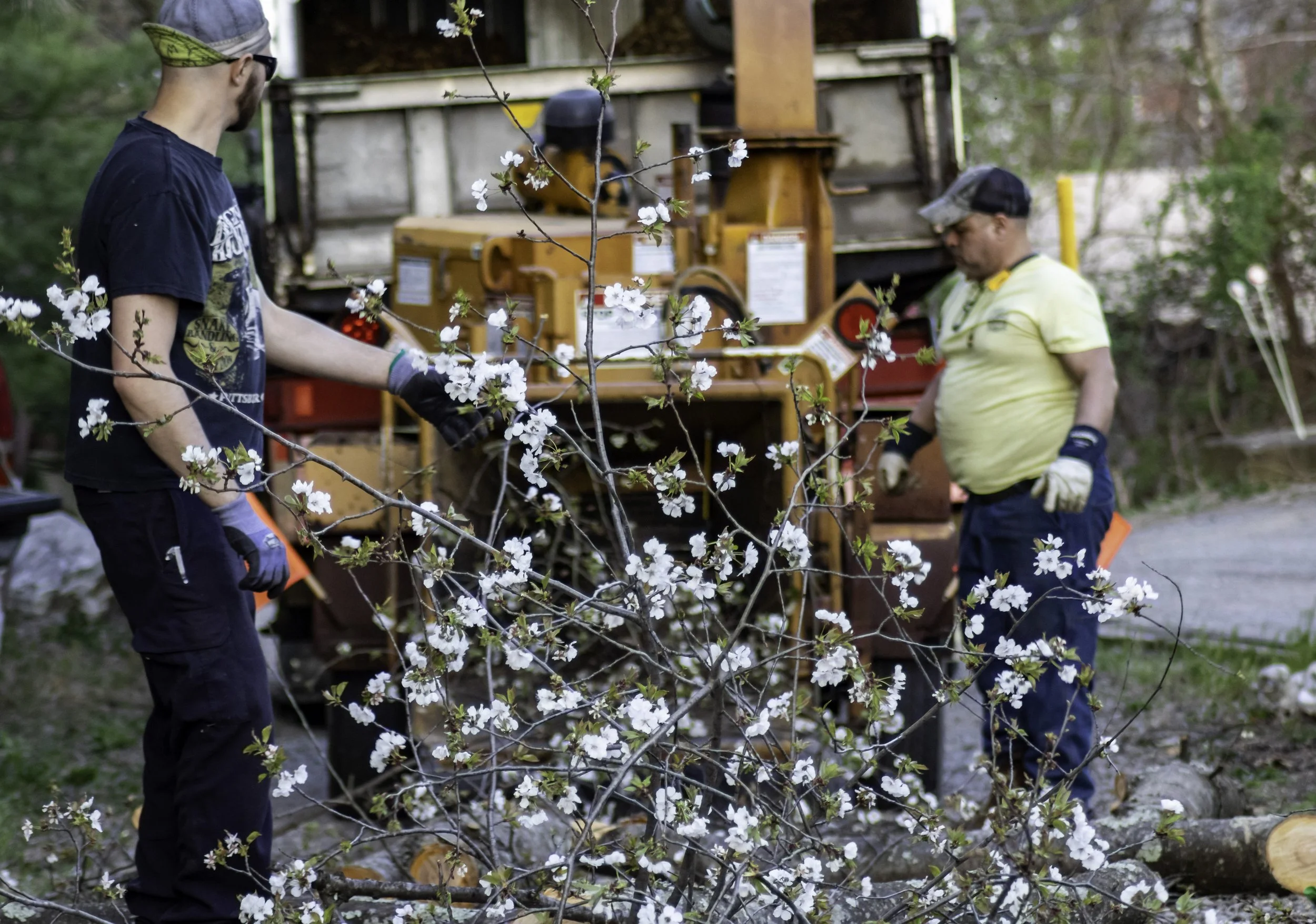 RPW Contracting crew trimming and chipping flowering tree branches in Jeannette, PA — affordable tree services