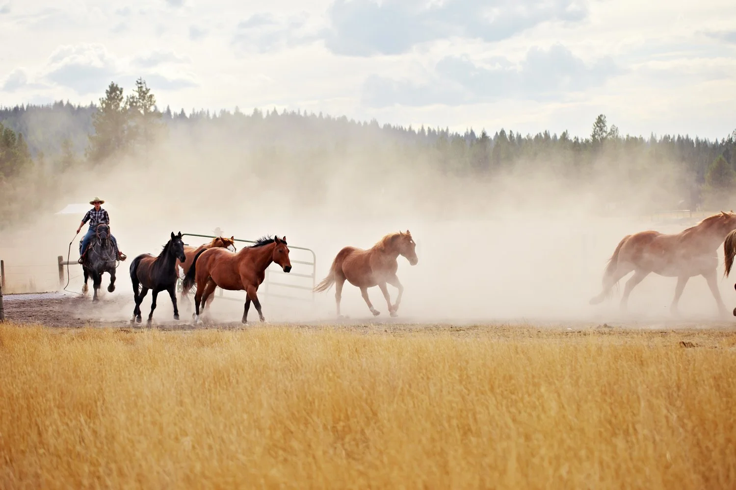 A person riding a horse and roping another horse in a dusty field with trees and a cloudy sky in the background.