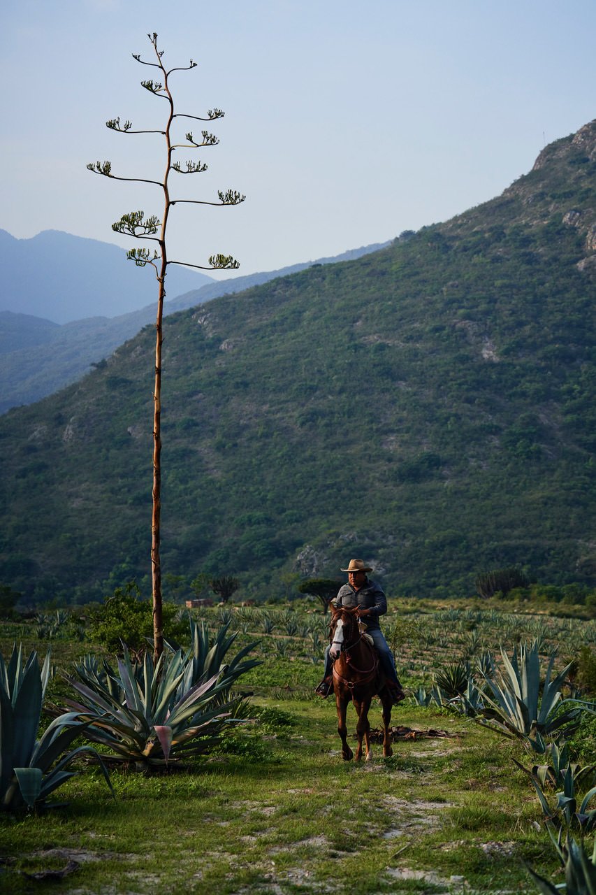 A man riding a horse through a field of agave plants with mountains in the background and a tall agave stalk nearby.
