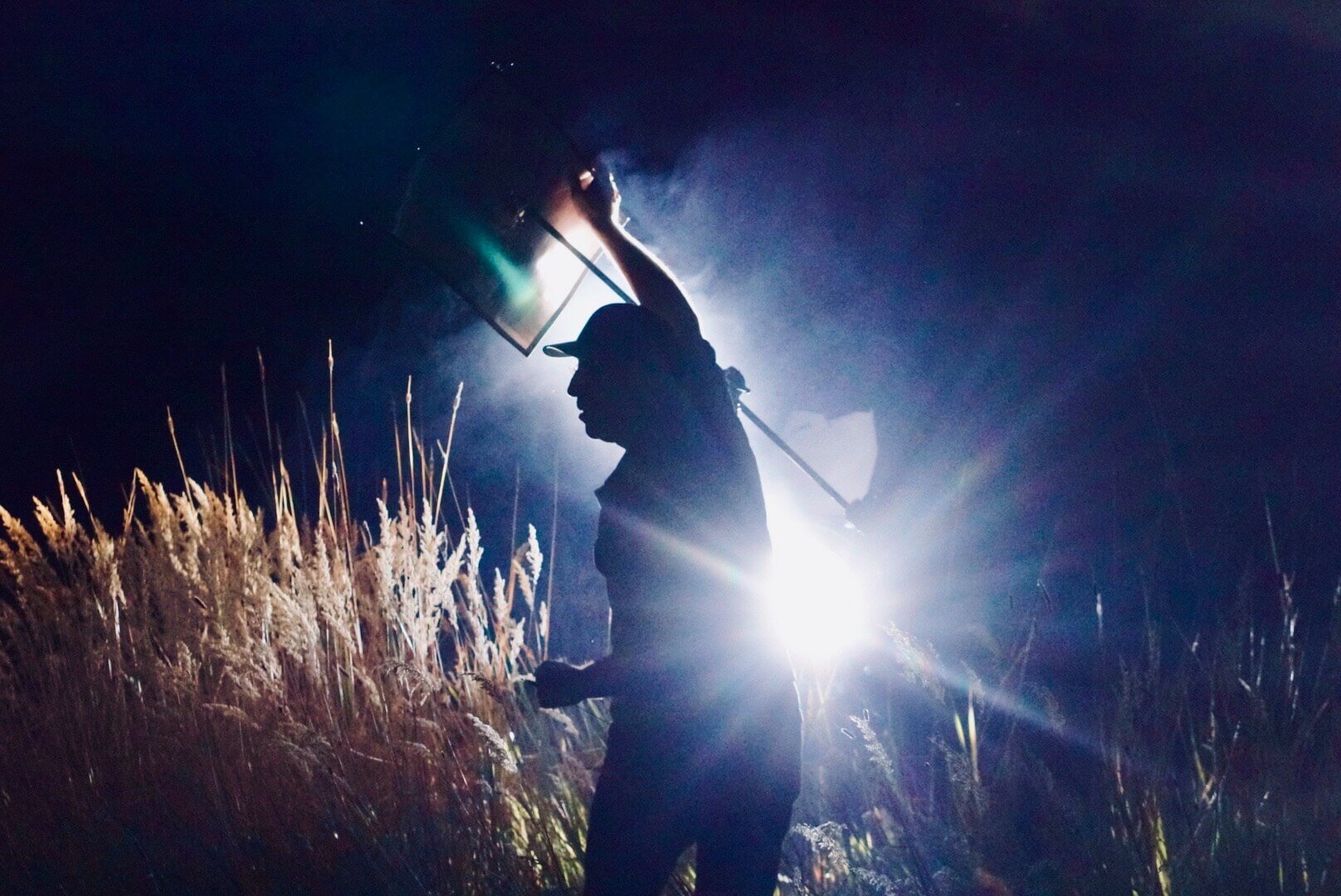Silhouette of a person carrying a television at night, backlit by a bright light, with tall grasses in the foreground.
