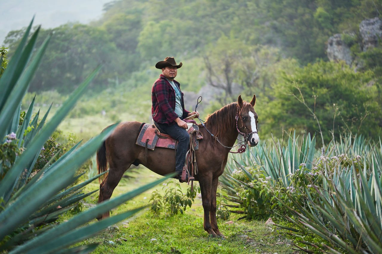 A man wearing a cowboy hat, plaid jacket, and jeans riding a brown horse through a green field with tall plants and trees in the background.