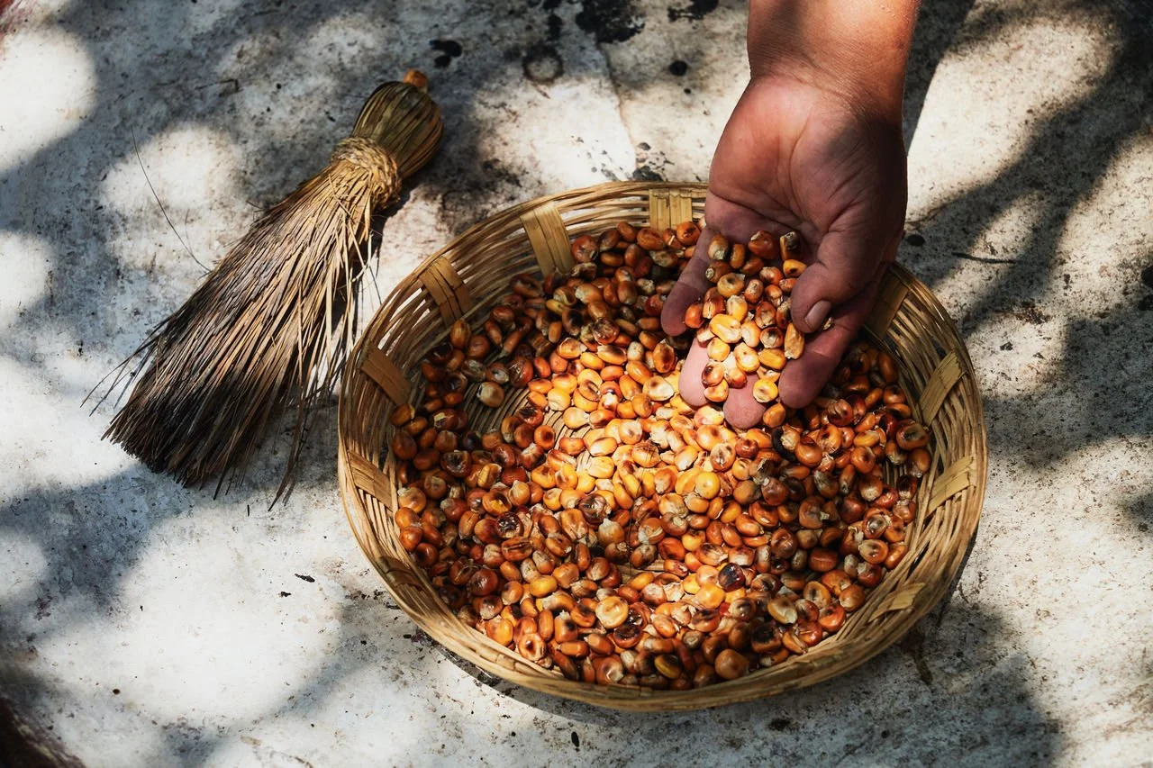 A hand reaching into a woven basket filled with roasted hazelnuts on a sandy surface, with a small broom nearby.