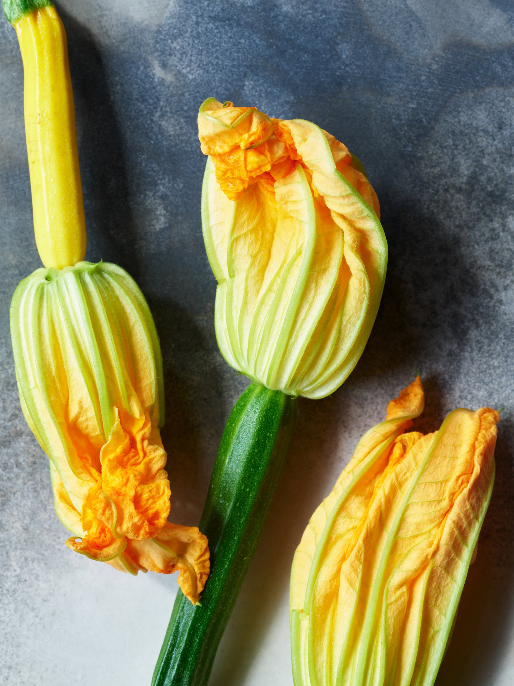A close-up of three zucchini flowers, two with yellow petals and one with partially opened petals, attached to a green zucchini stem on a gray surface.