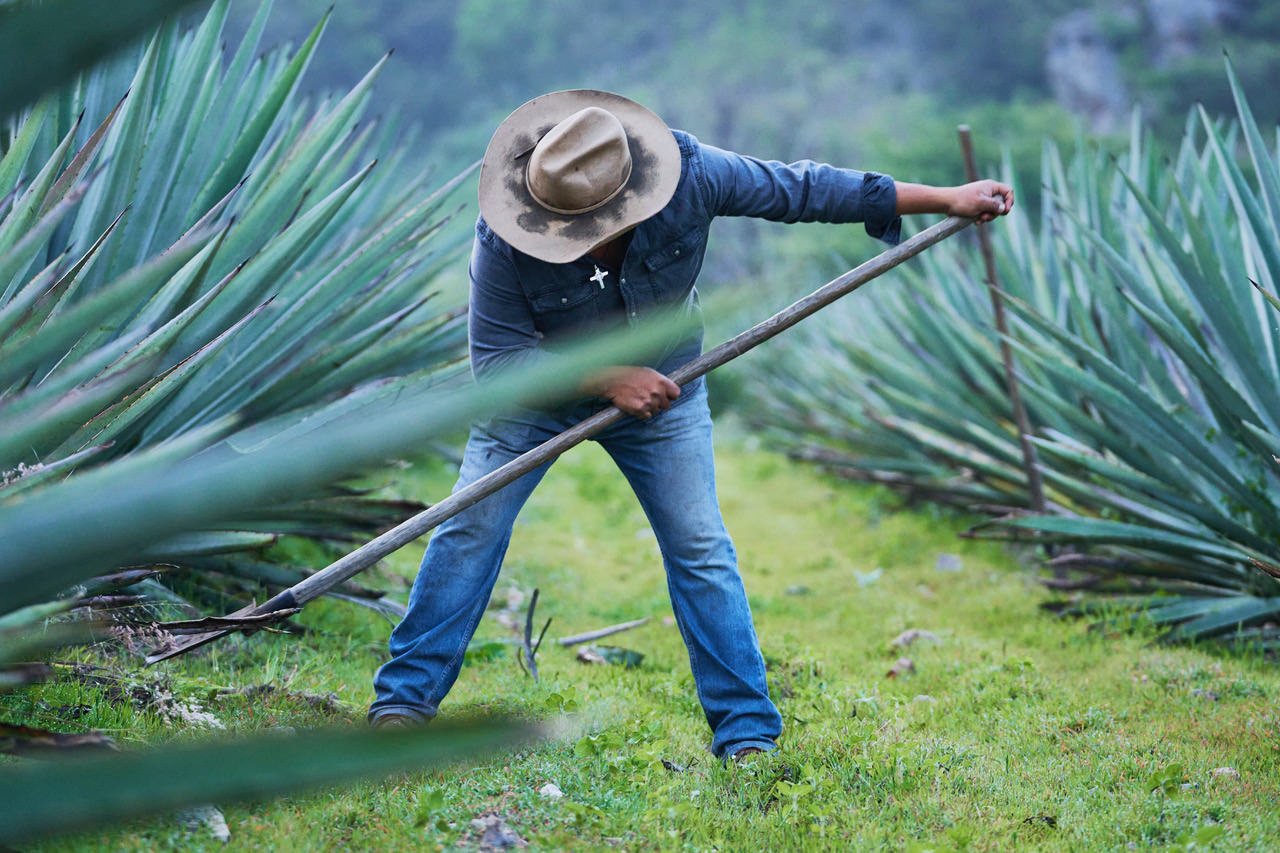 A farmer wearing a wide-brimmed hat, blue jeans, and a denim shirt working in an agave field, using a long knife to harvest agave plants.