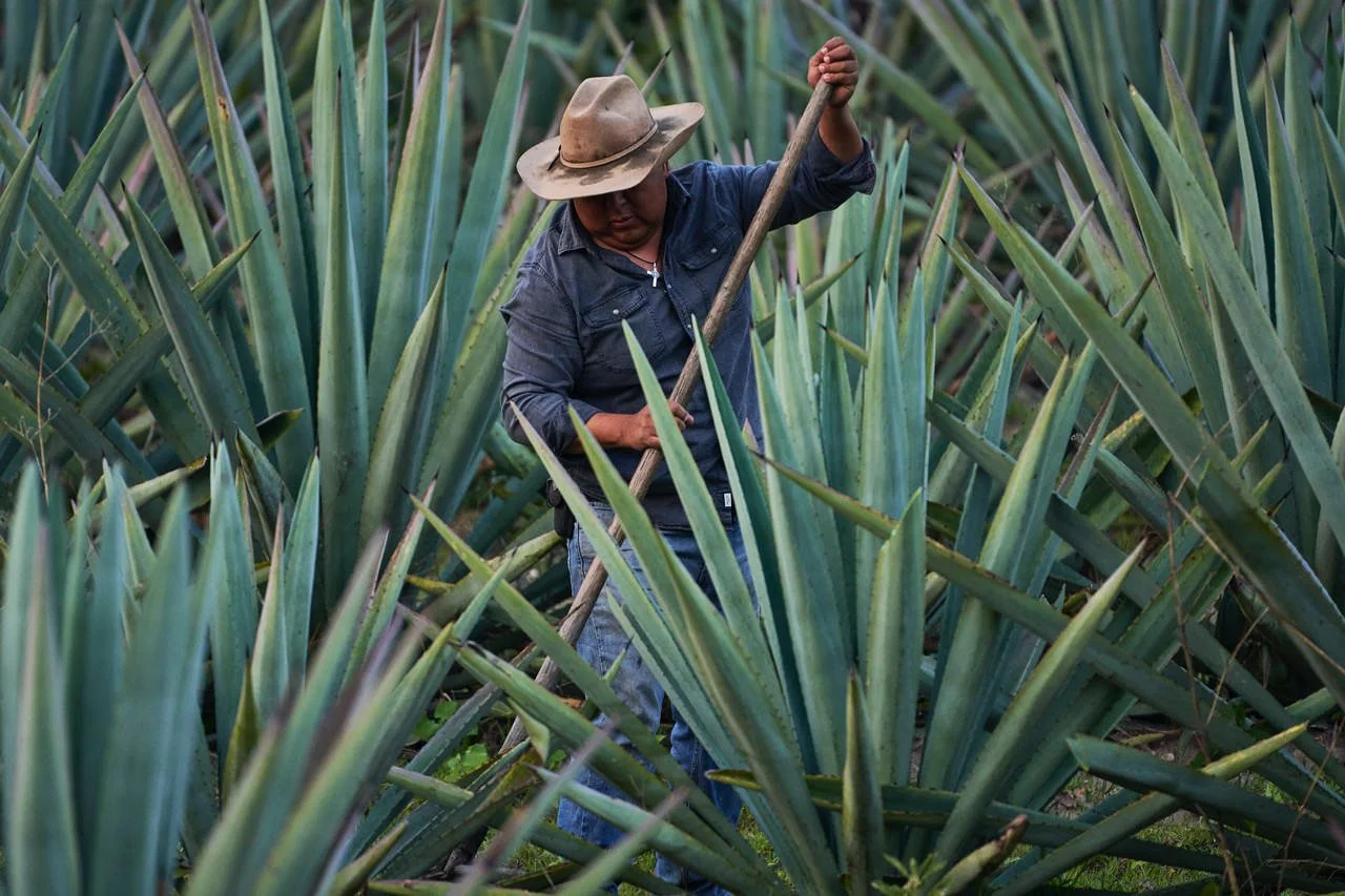 A person wearing a wide-brimmed hat and a dark shirt working with a gardening tool in a dense field of tall, green plants, likely an agricultural crop.