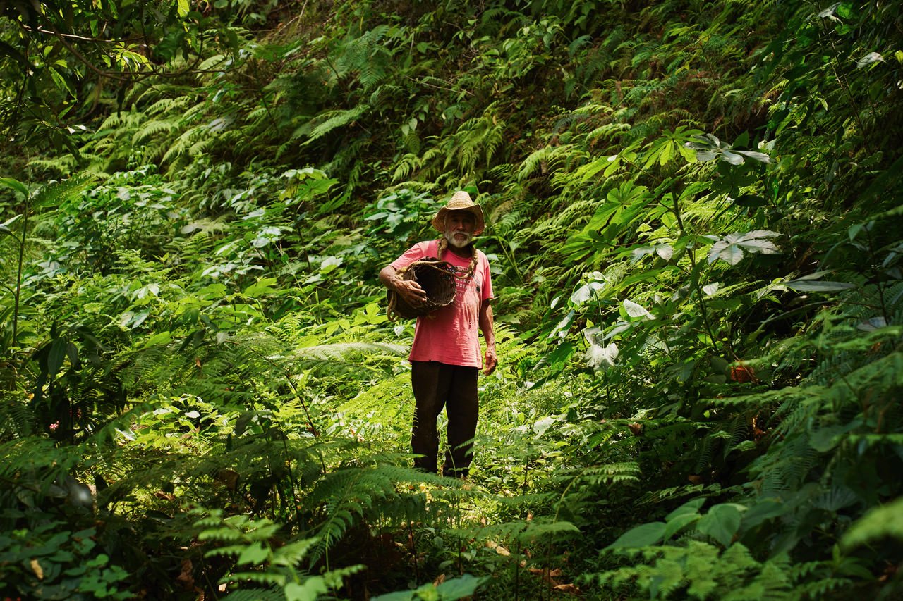A man with a hat and pink shirt holding a basket stands in dense green jungle foliage.