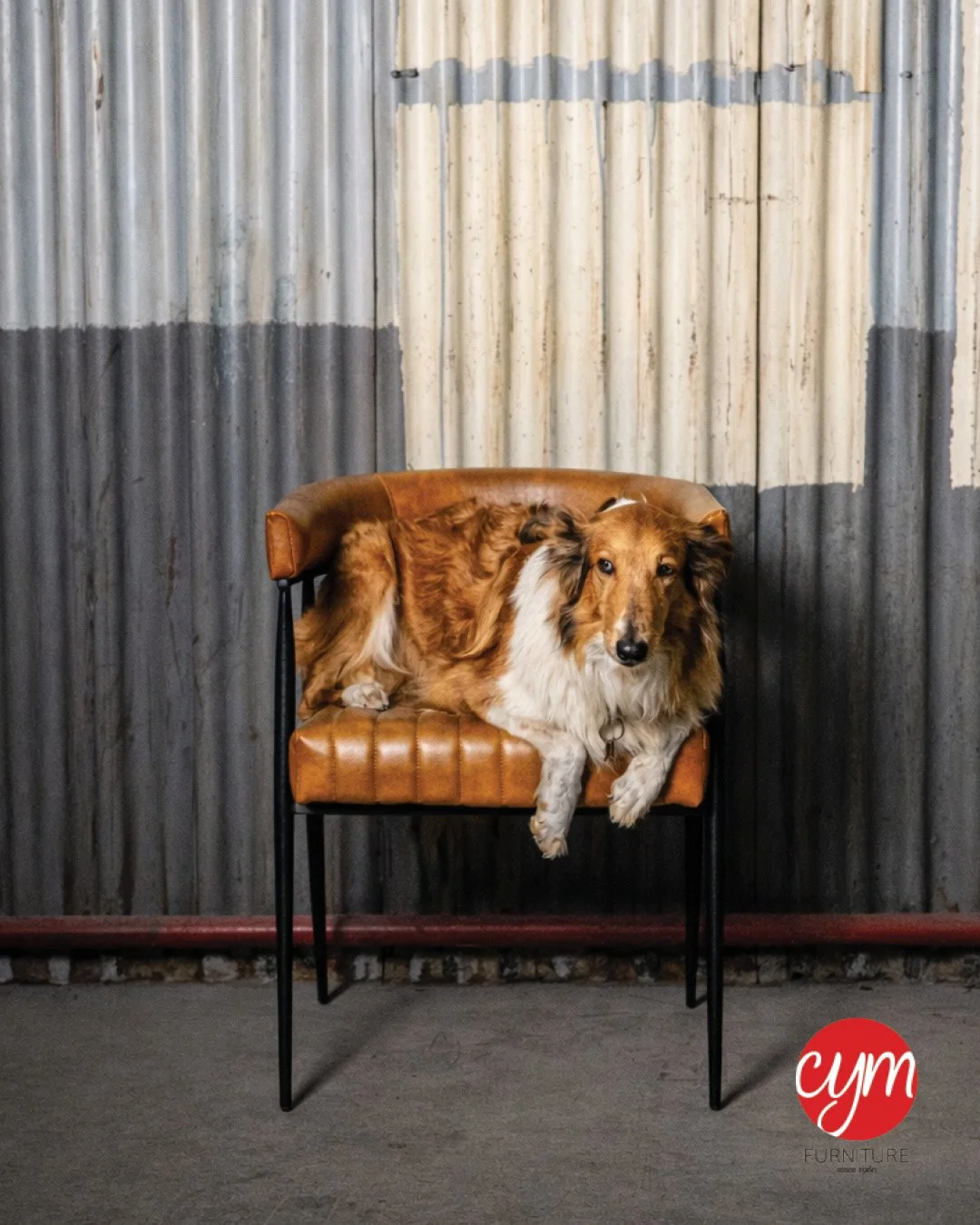 If they approve, you know it&rsquo;s comfortable. 

Designed for the moments you linger.

The Amber Chair. 
Sit comfortably, Live Beautifully. 

Contact us at sales@cymm.com

#cymfurniture #barstools #furnituredesign #familybusiness #sitcomfortable #