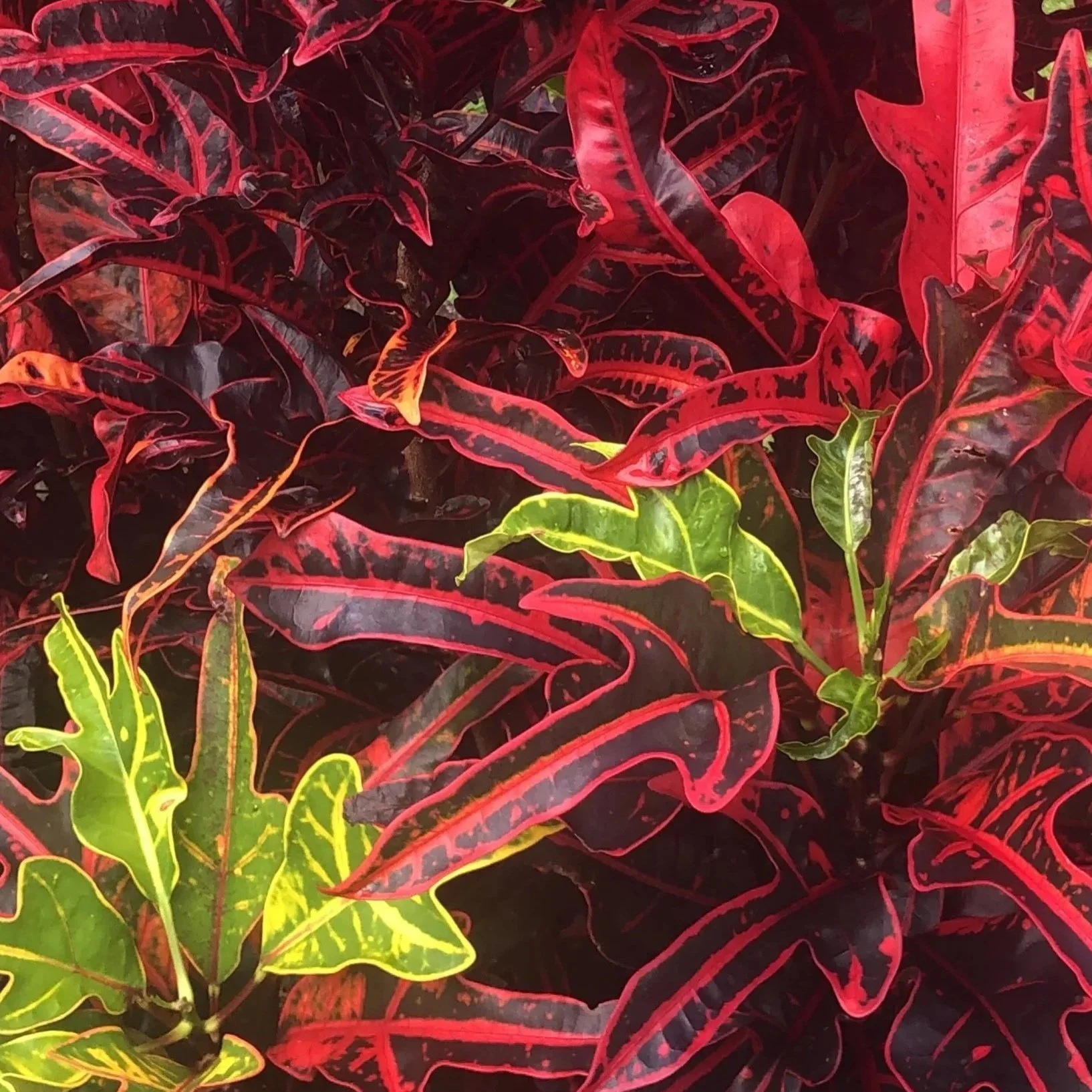 Feuilles de croton and de poinsettia aux couleurs vives de vert, rouge, et jaune.