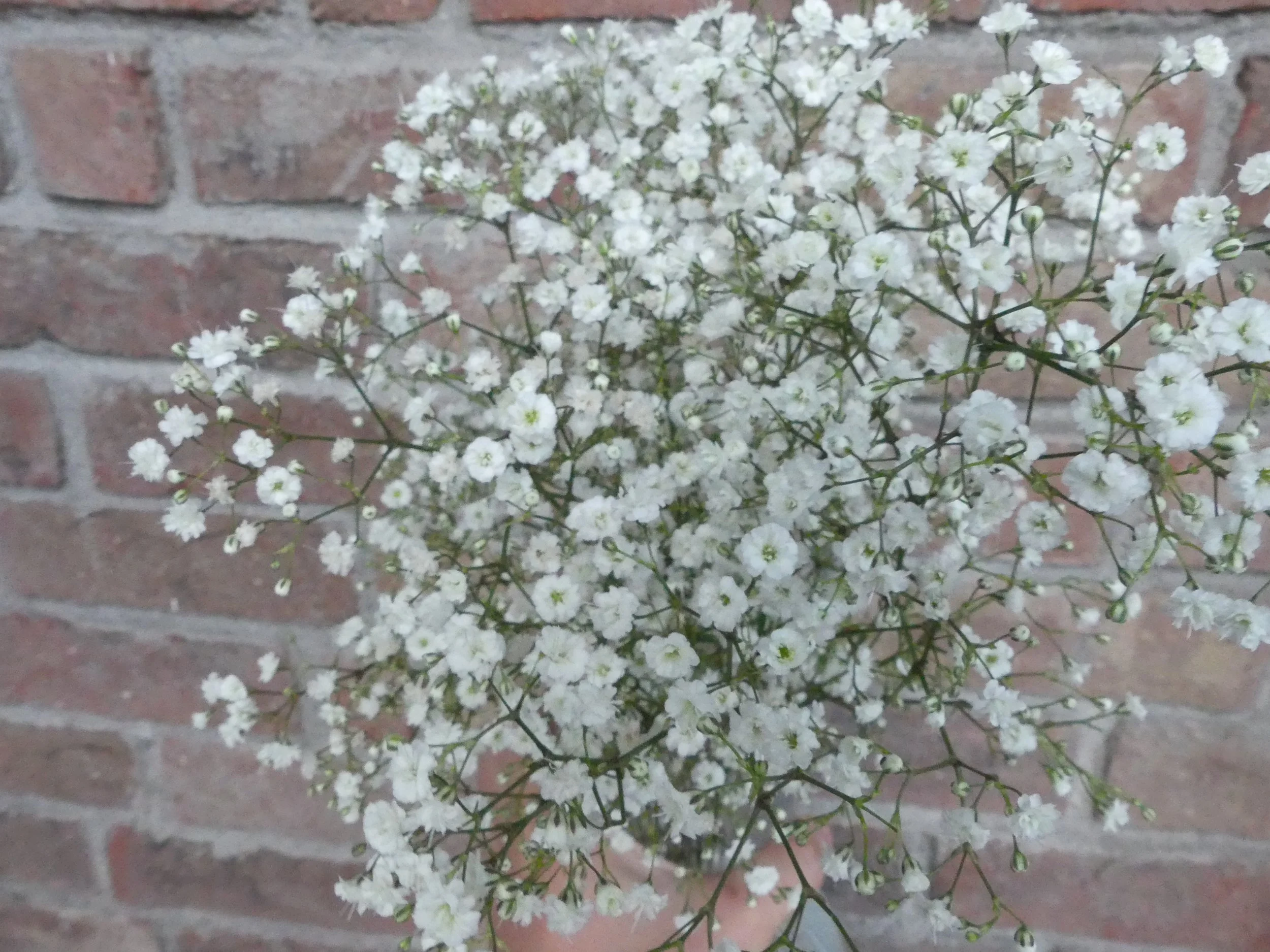 Trockenblume 'Schleierkraut'