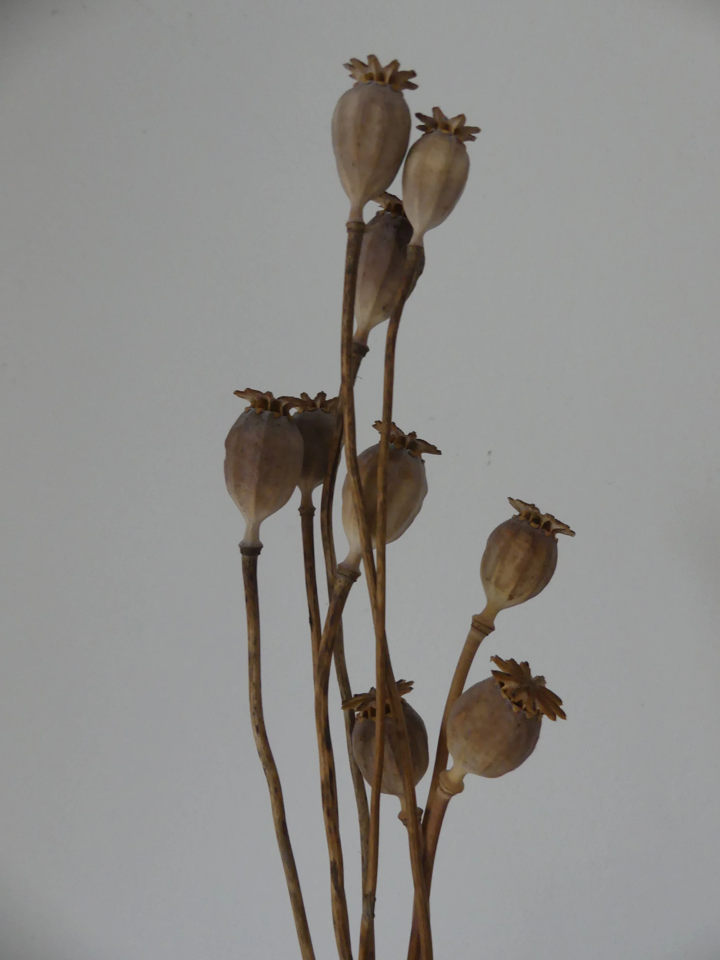 Trockenpflanze 'Mohnkapsel'