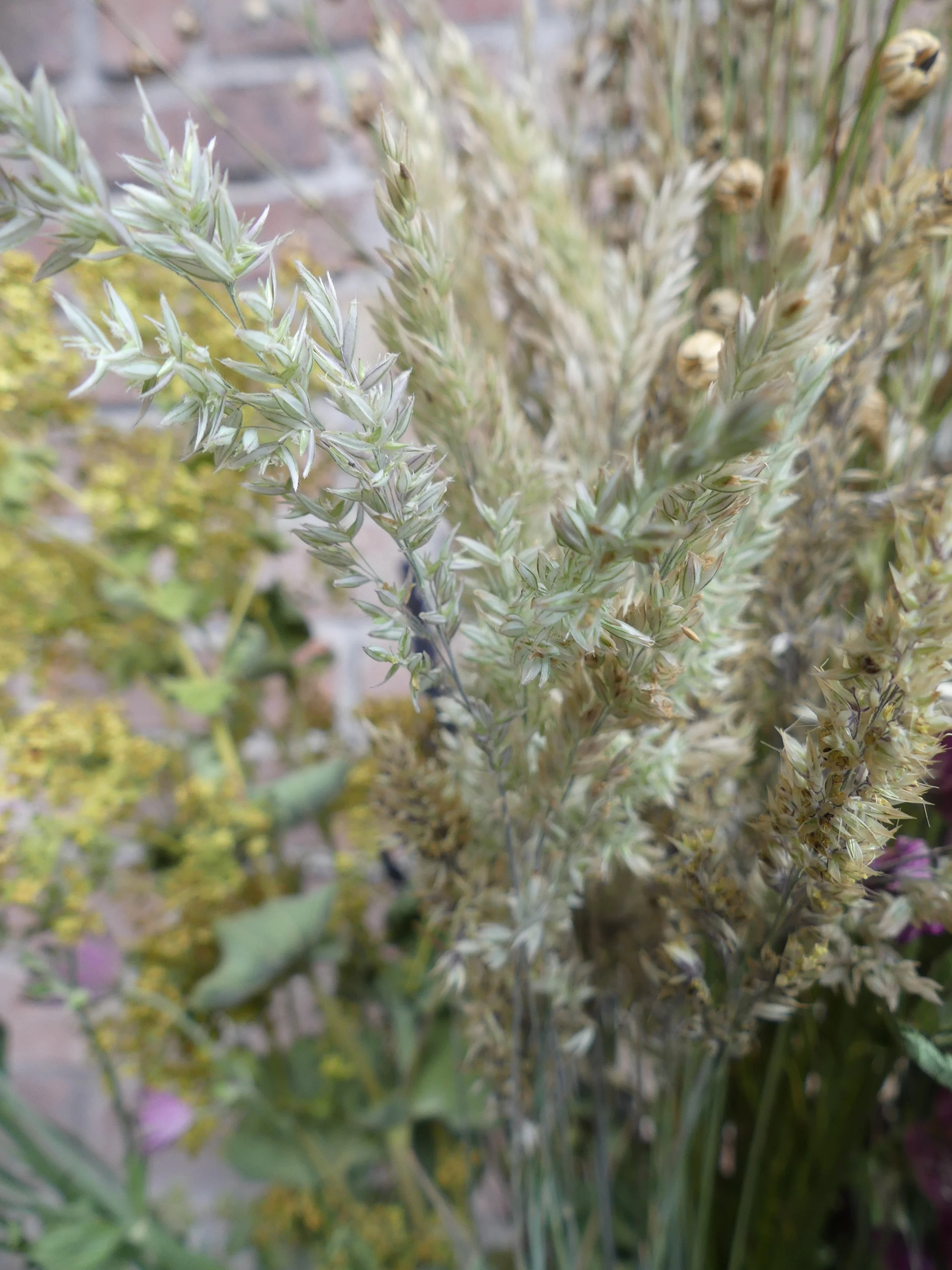 Trockengras 'Weizen'