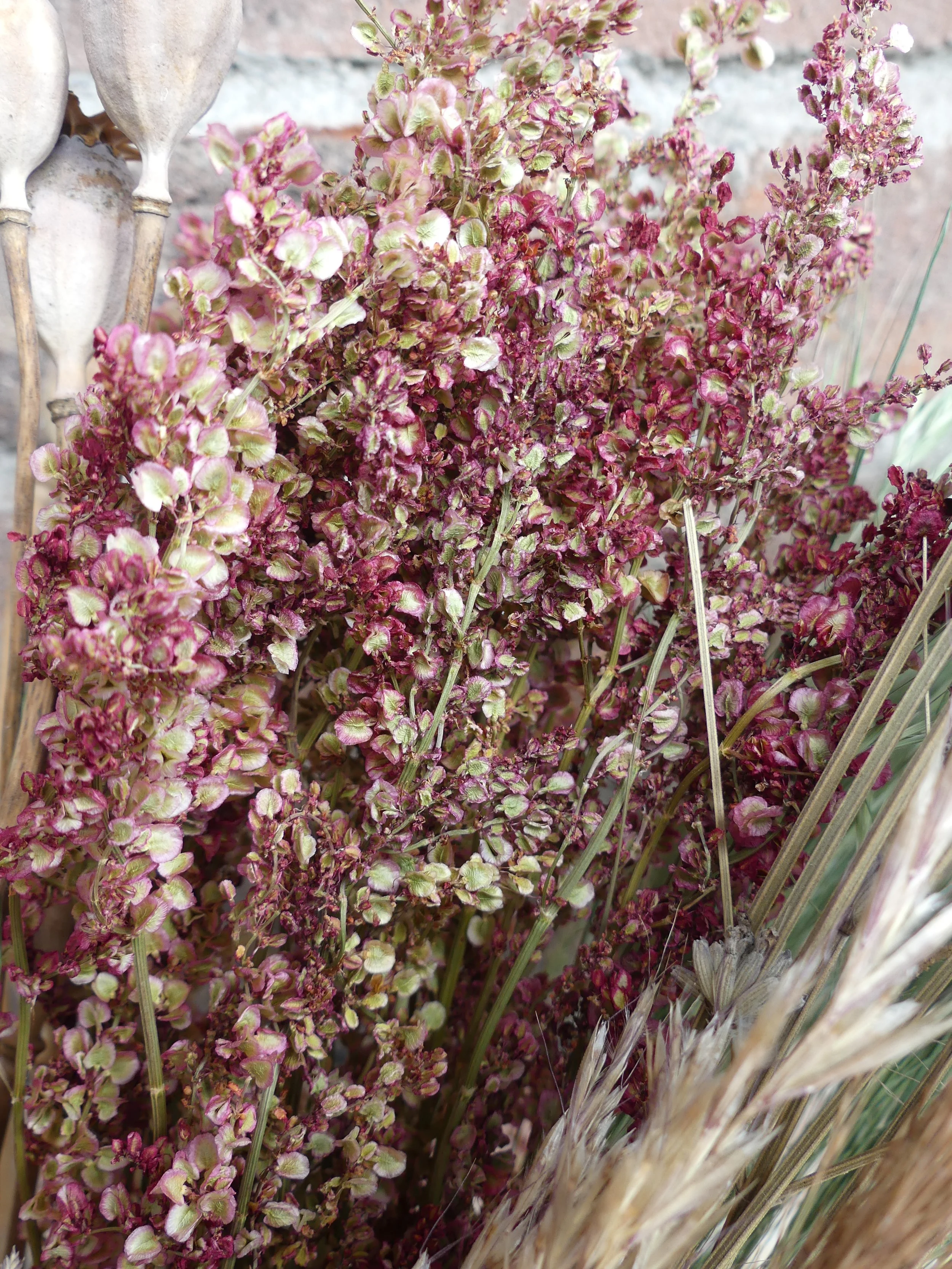 Trockenblume 'Ampfer'