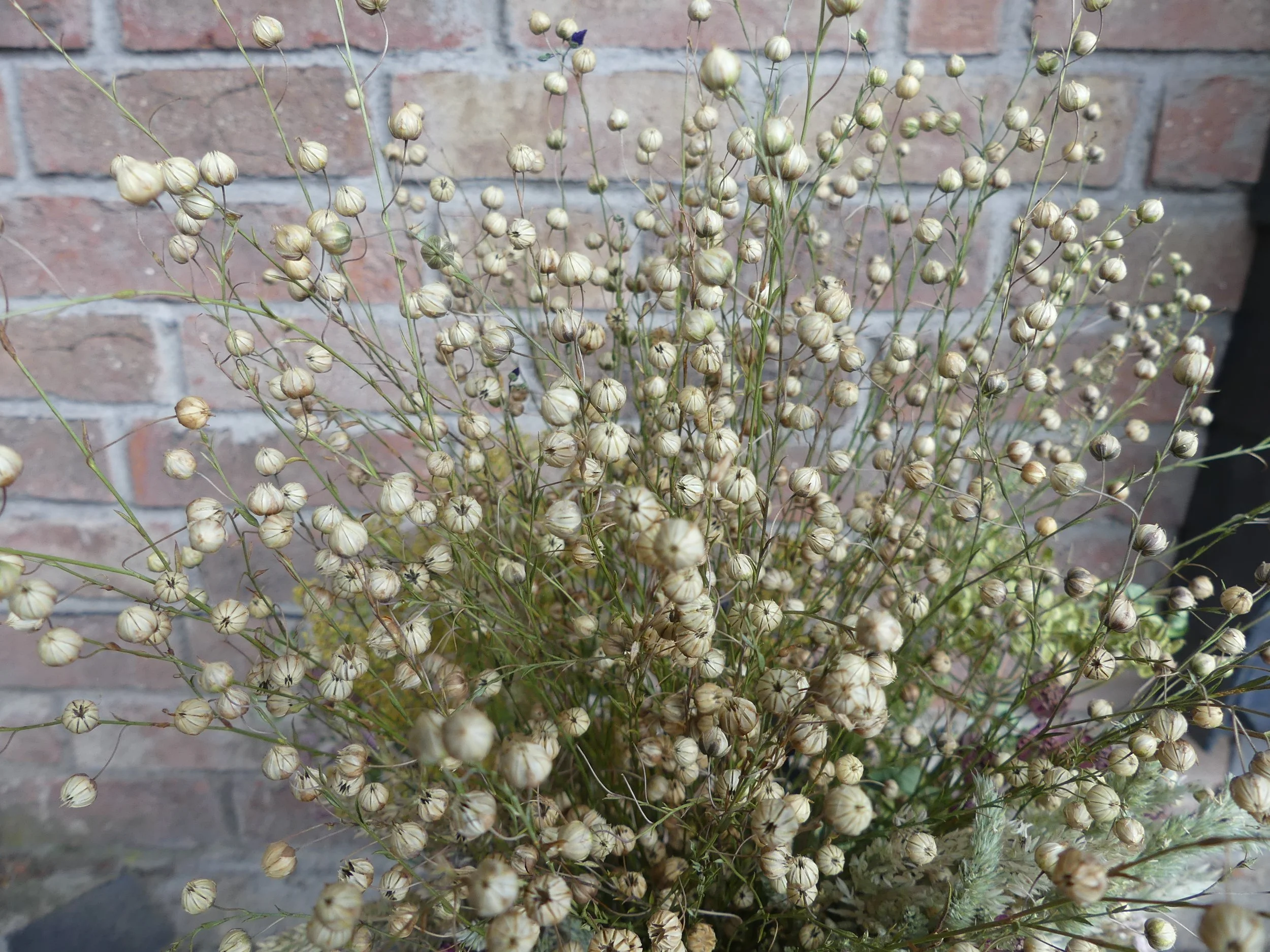 Trockenpflanze 'Lein'