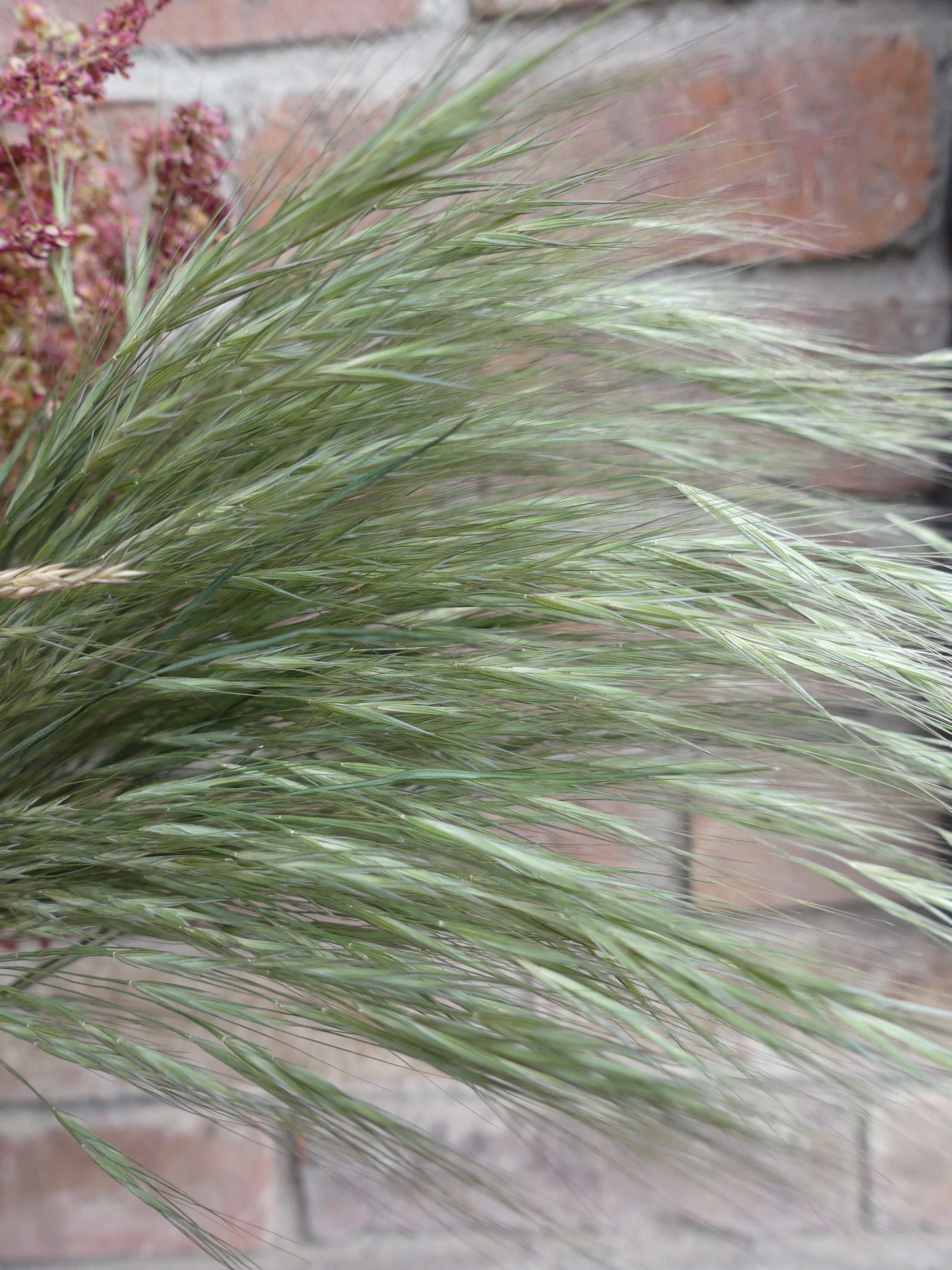 Trockengras 'Haargras'