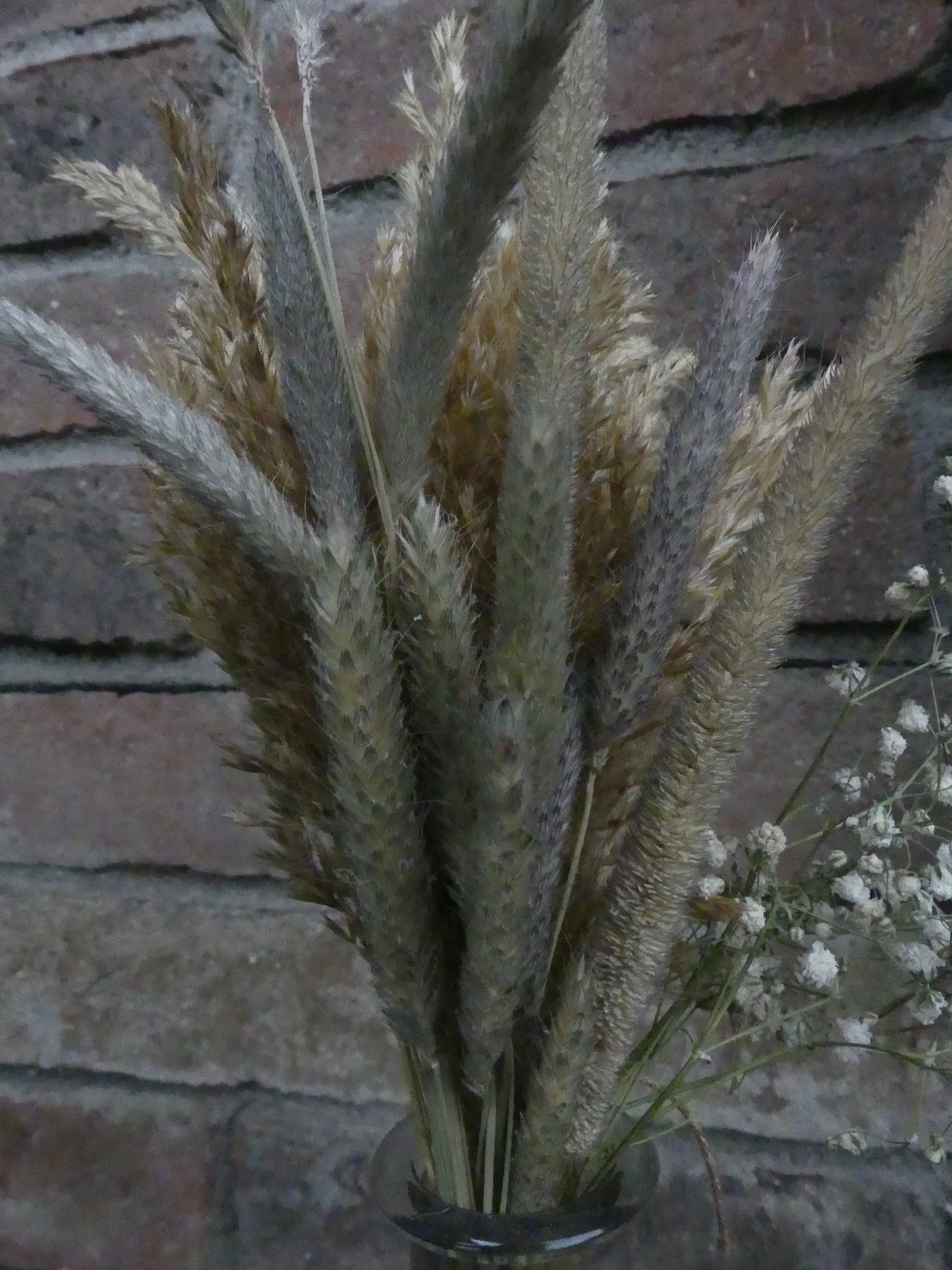 Trockengras 'Wiesen-Lieschgras'