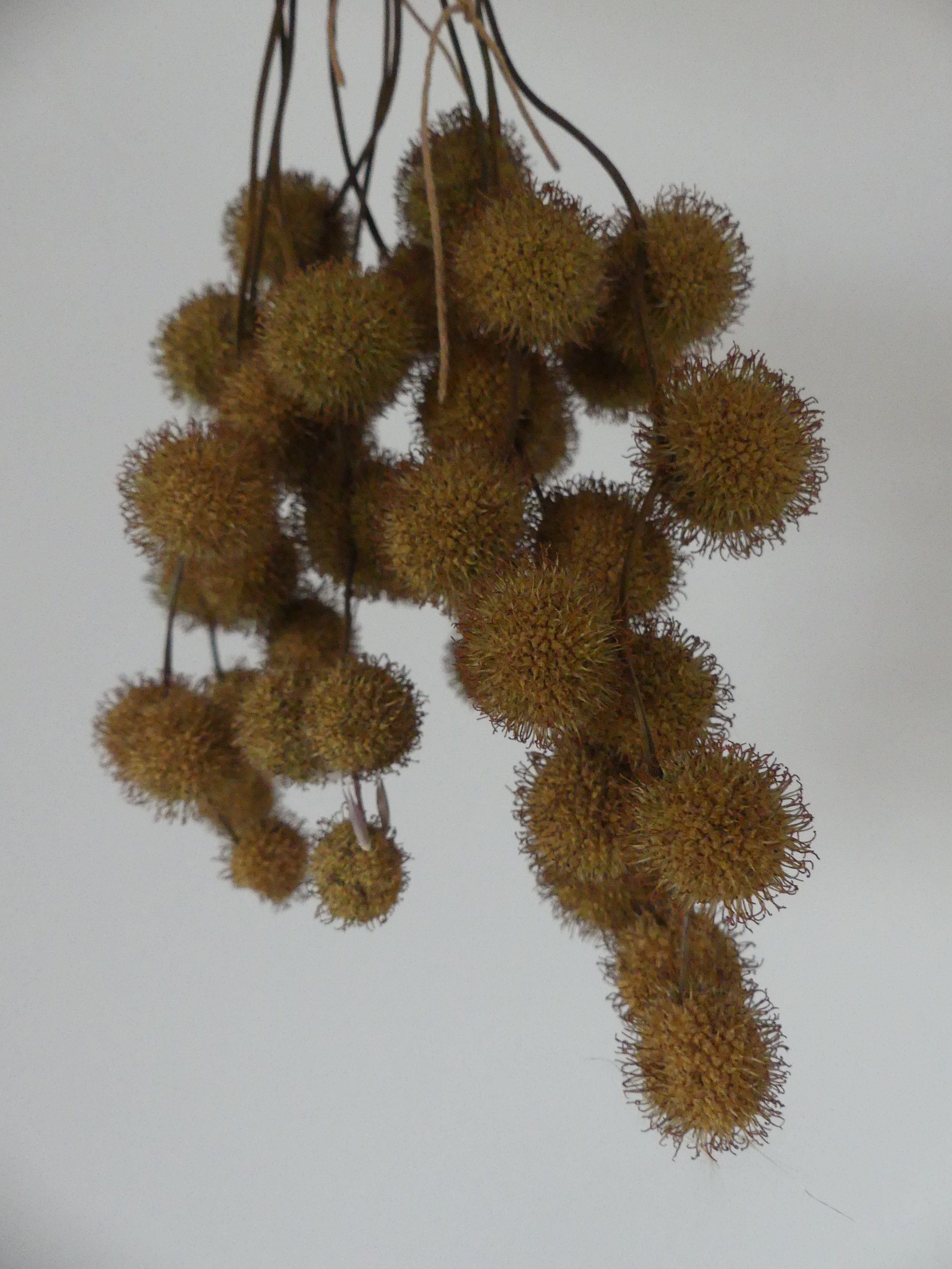 Trockenpflanze 'Platane'