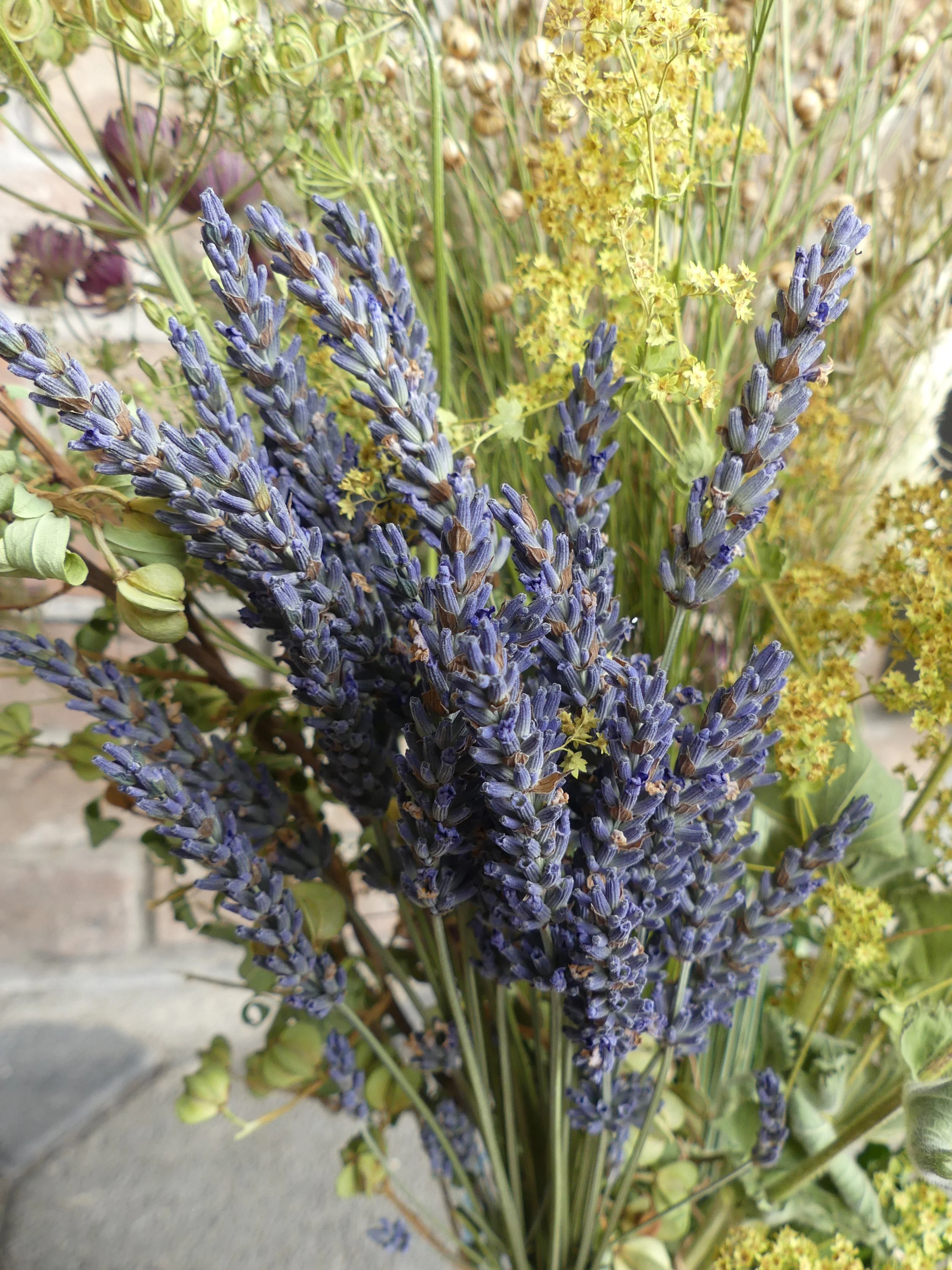 Trockenblume 'Lavendel'