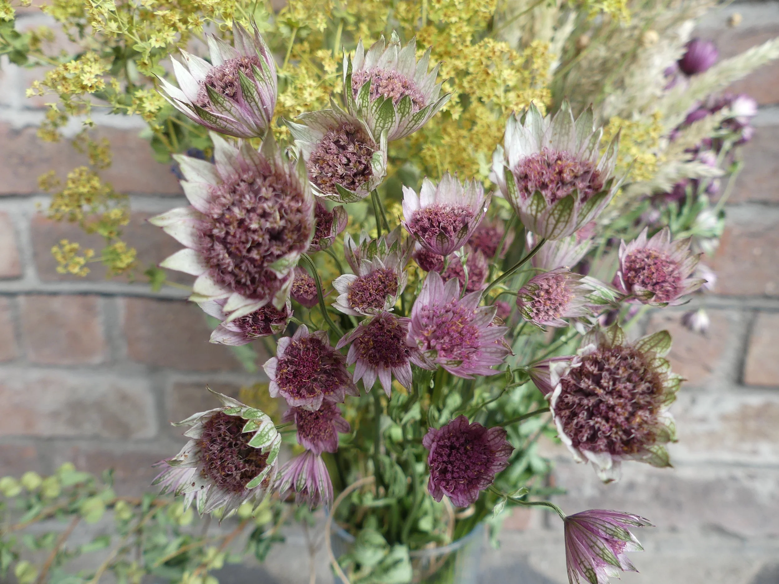 Trockenblume 'Sterndolde'