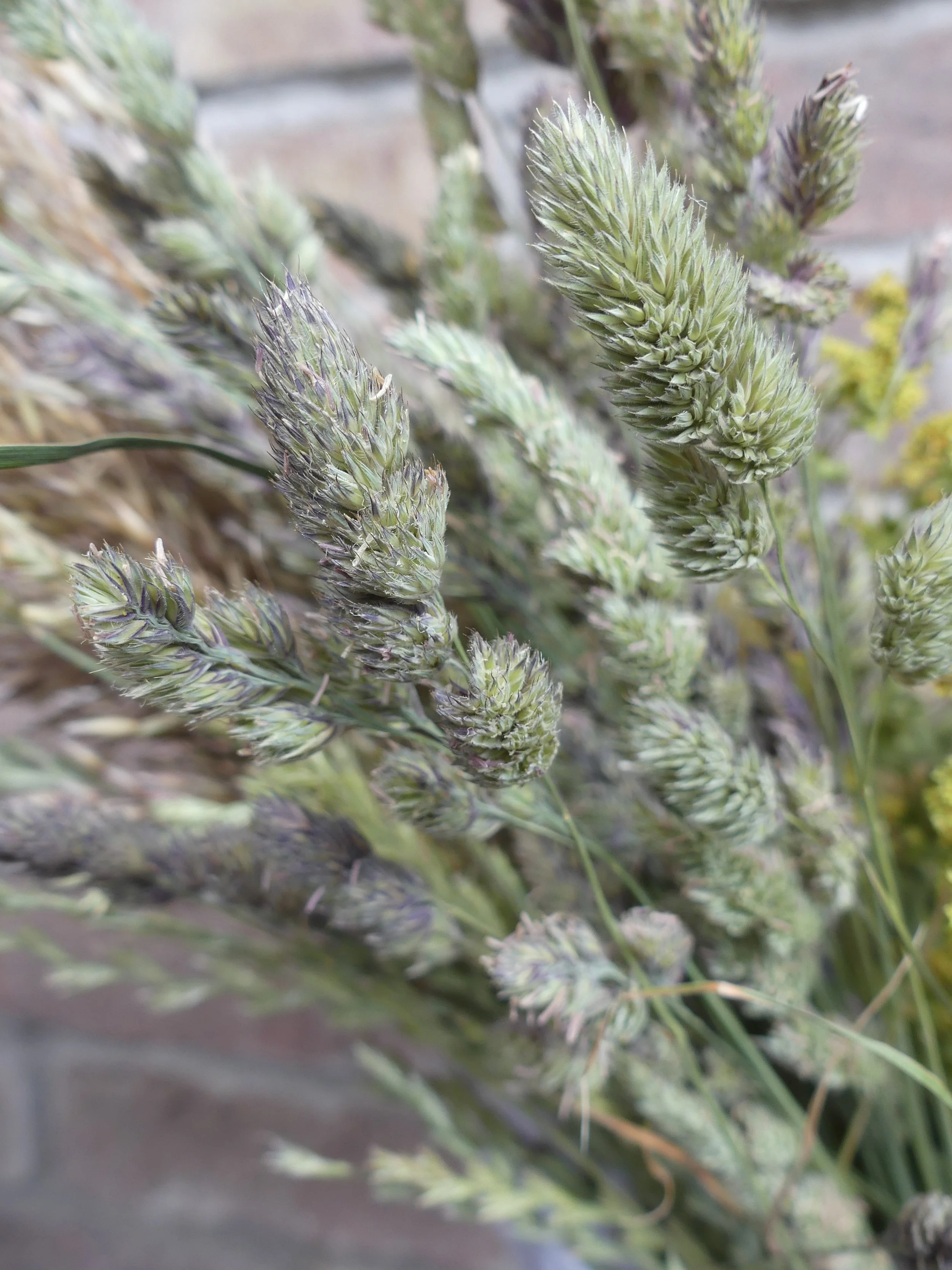 Trockengras 'Knäuelgras'