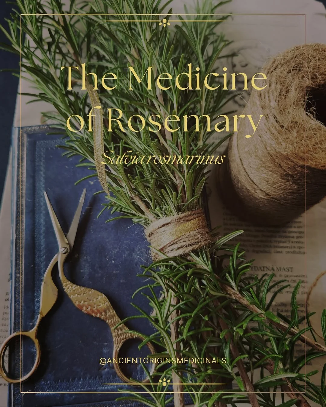 Rosemary is a kitchen favourite, but did you know that it also has numerous medicinal properties? 

Read through this post to learn about the medicine of Rosemary &amp; save for later to revisit! 

✨ If you called to work with this plant, comment &ld