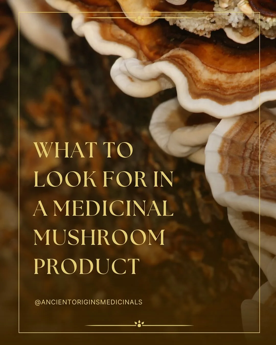 Mushrooms are trending right now, and for good reason. They are profoundly medicinal.

But the truth is &ndash; not all mushroom supplements are created equal.

Read through this post to learn about what you should be looking for to ensure that you g