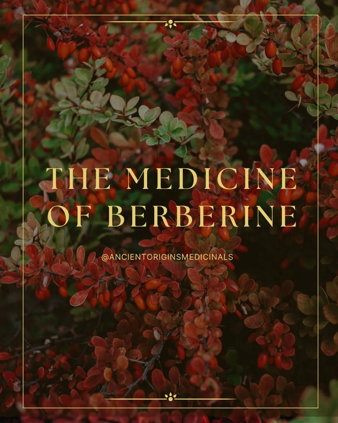 Berberine is a medicine we often prescribe in clinic, and we are so excited to finally be sharing such an excellent source for a potent, startdized extract of this highly active botanical alkaloid.

The concentrated extract, derived from Berberis ari