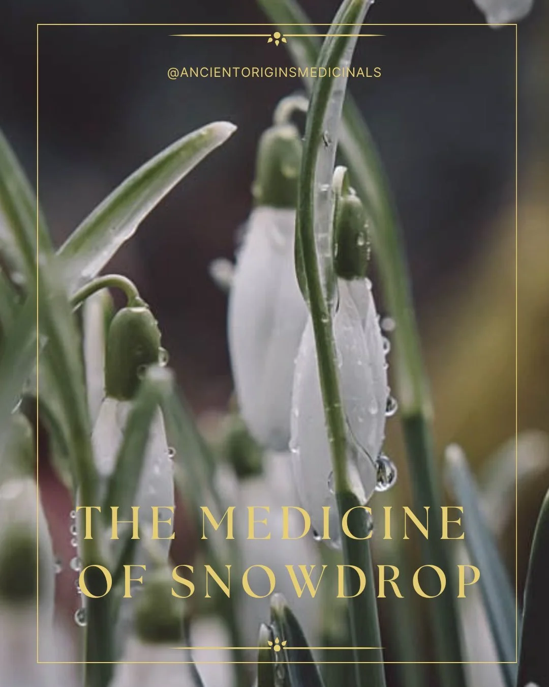 Beautiful snowdrop medicine. We are sharing a limited number of flower essences to honour this Imbolc-Eclipse gateway&hellip;a beautifully supportive remedy for slowly welcoming a new beginning, clearing stagnation from the winter months, and helping