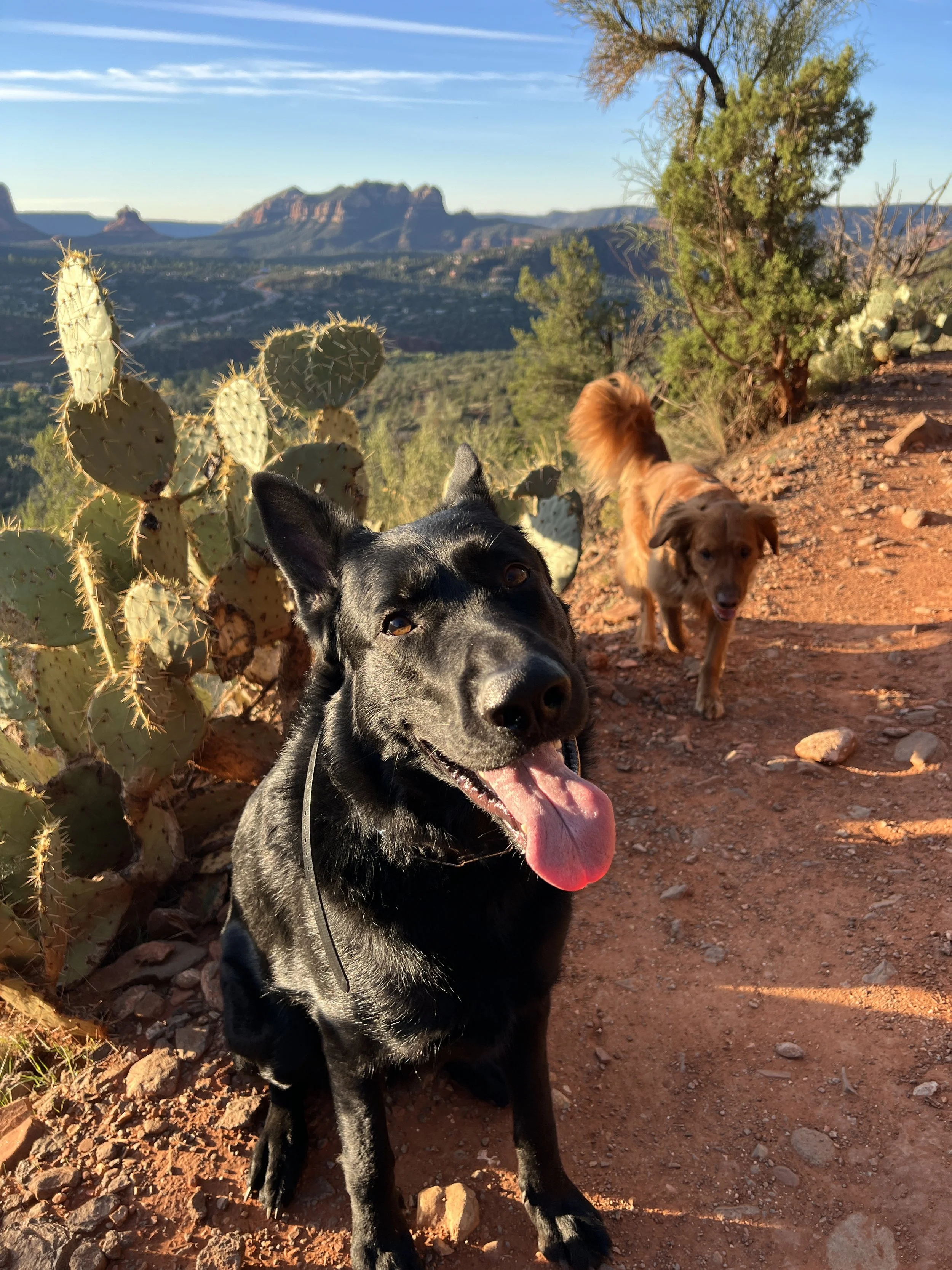 A photo of my dog Sky (a black German Shepherd) and Dug (a golden retriever).