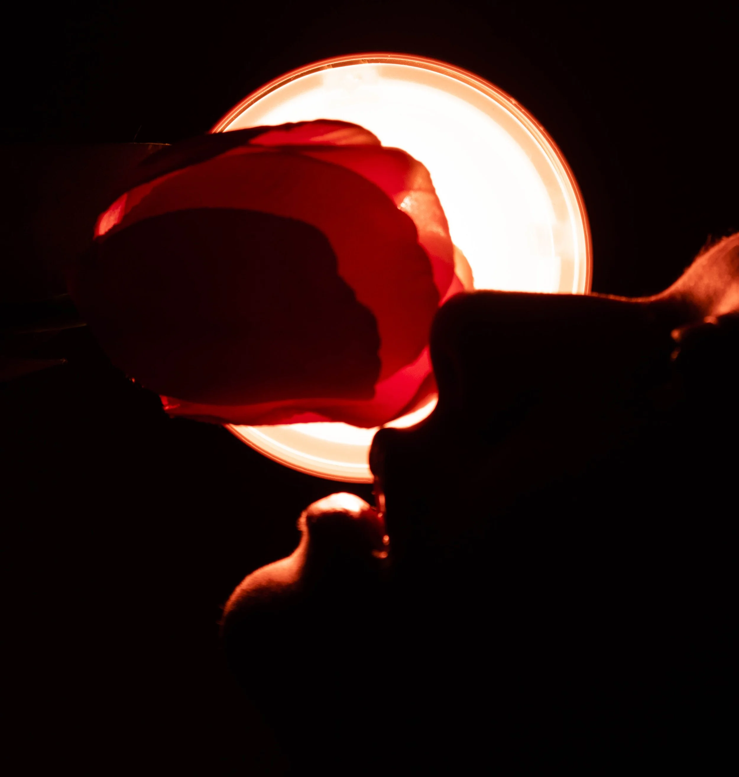 Taste of the Sun.jpg