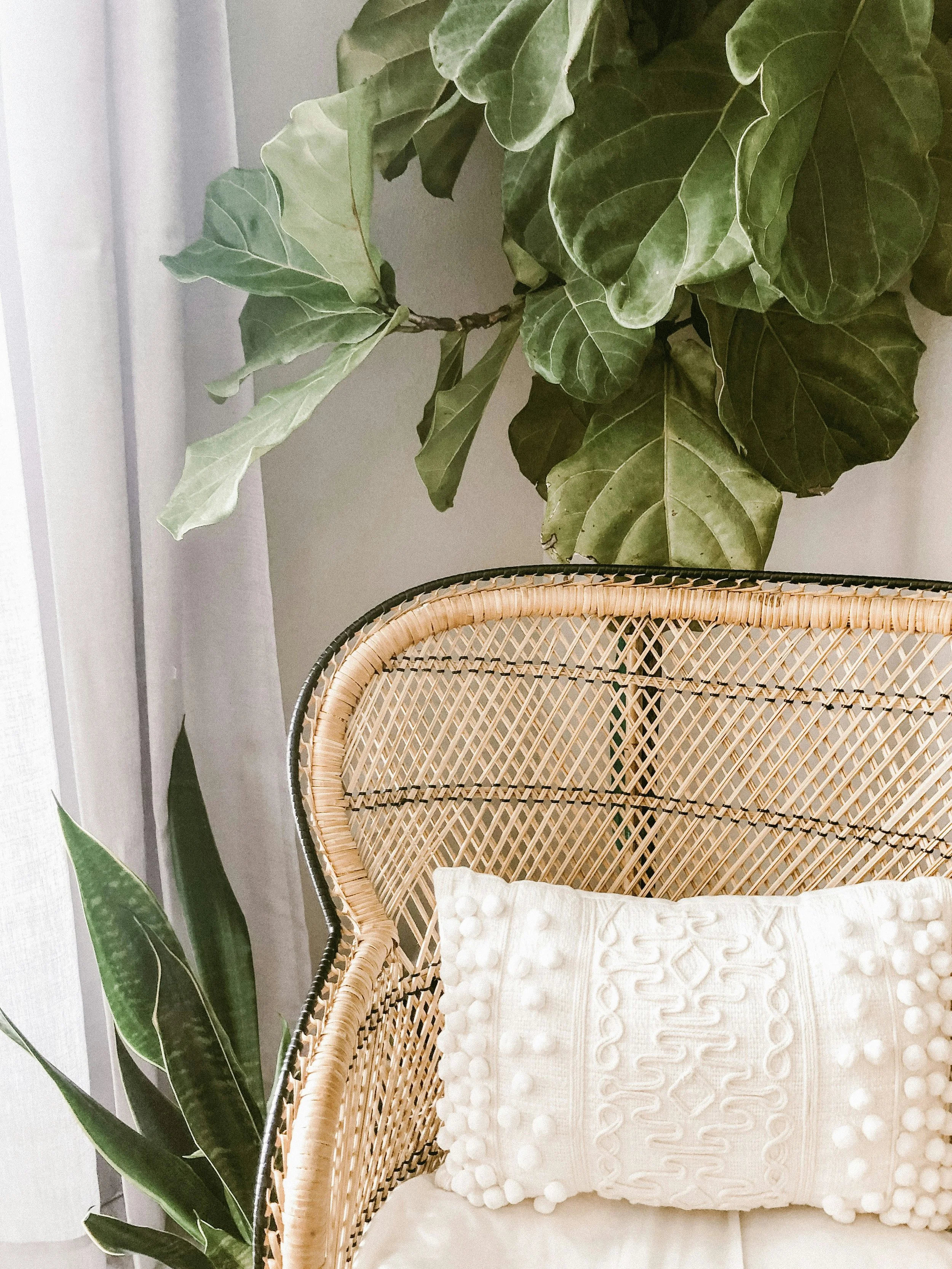 Close-up of a woven rattan chair with a white decorative pillow, positioned next to large green houseplants.