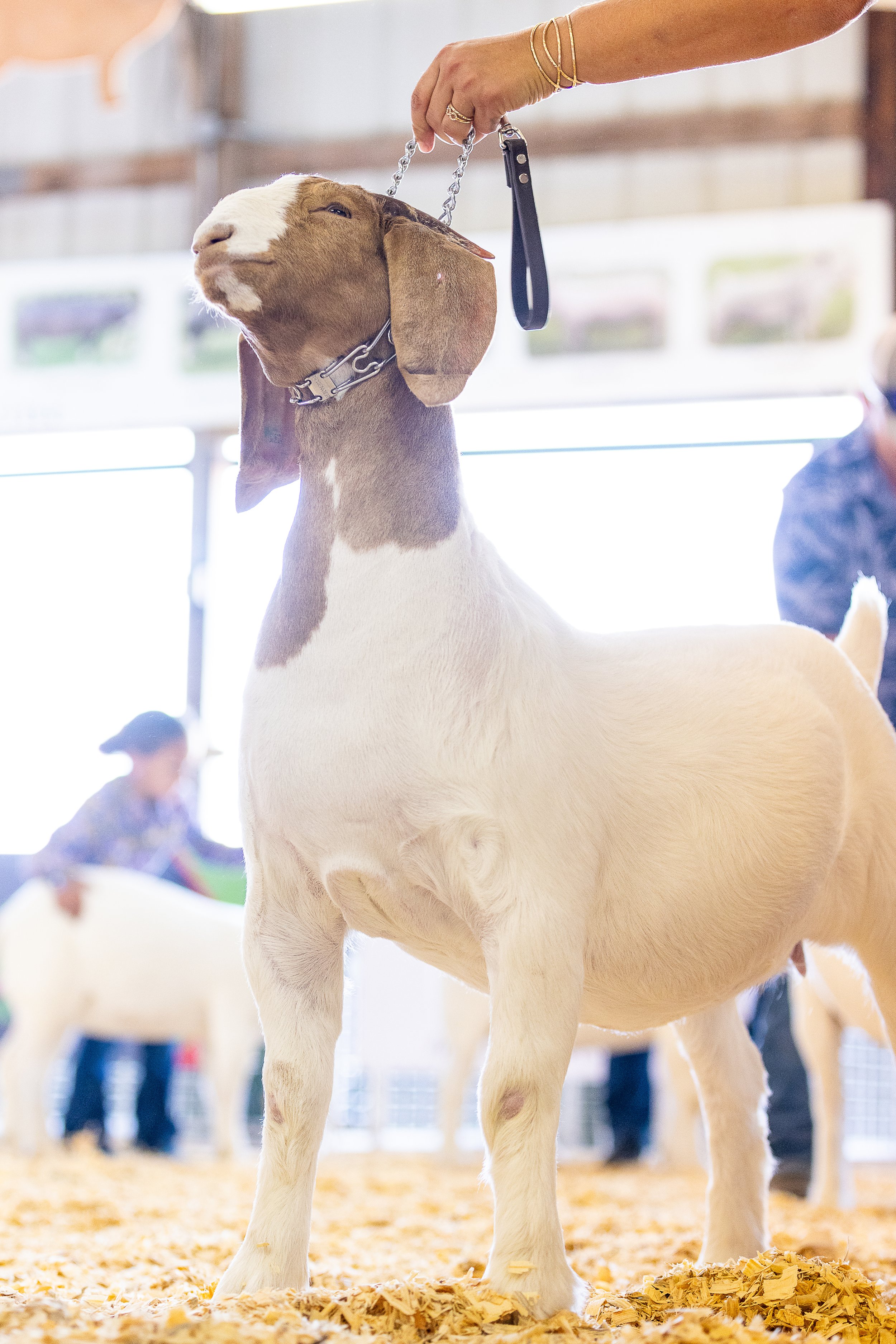 A young goat standing on wood shavings at an indoor farm event, with a woman holding its chain leash.