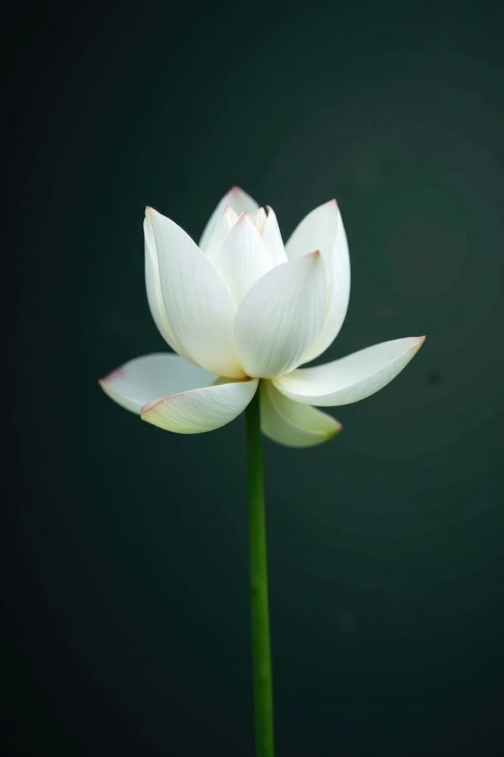 White lotus flower on a green stem against a dark green background.