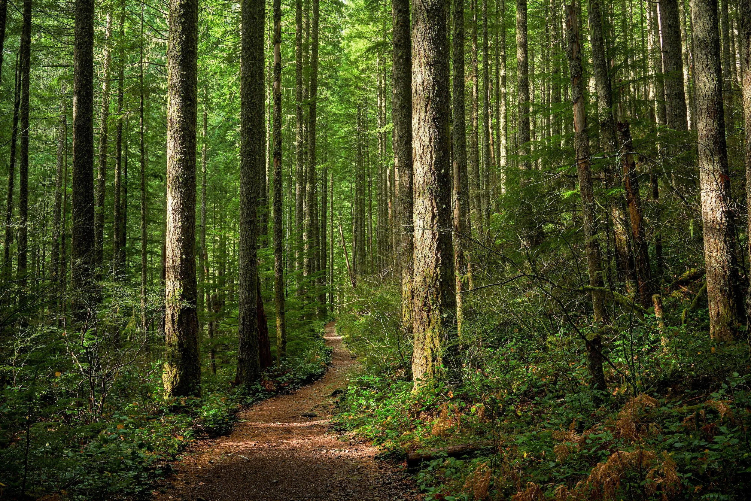 A narrow dirt trail running through a dense green forest with tall trees and sunlight filtering through the leaves.
