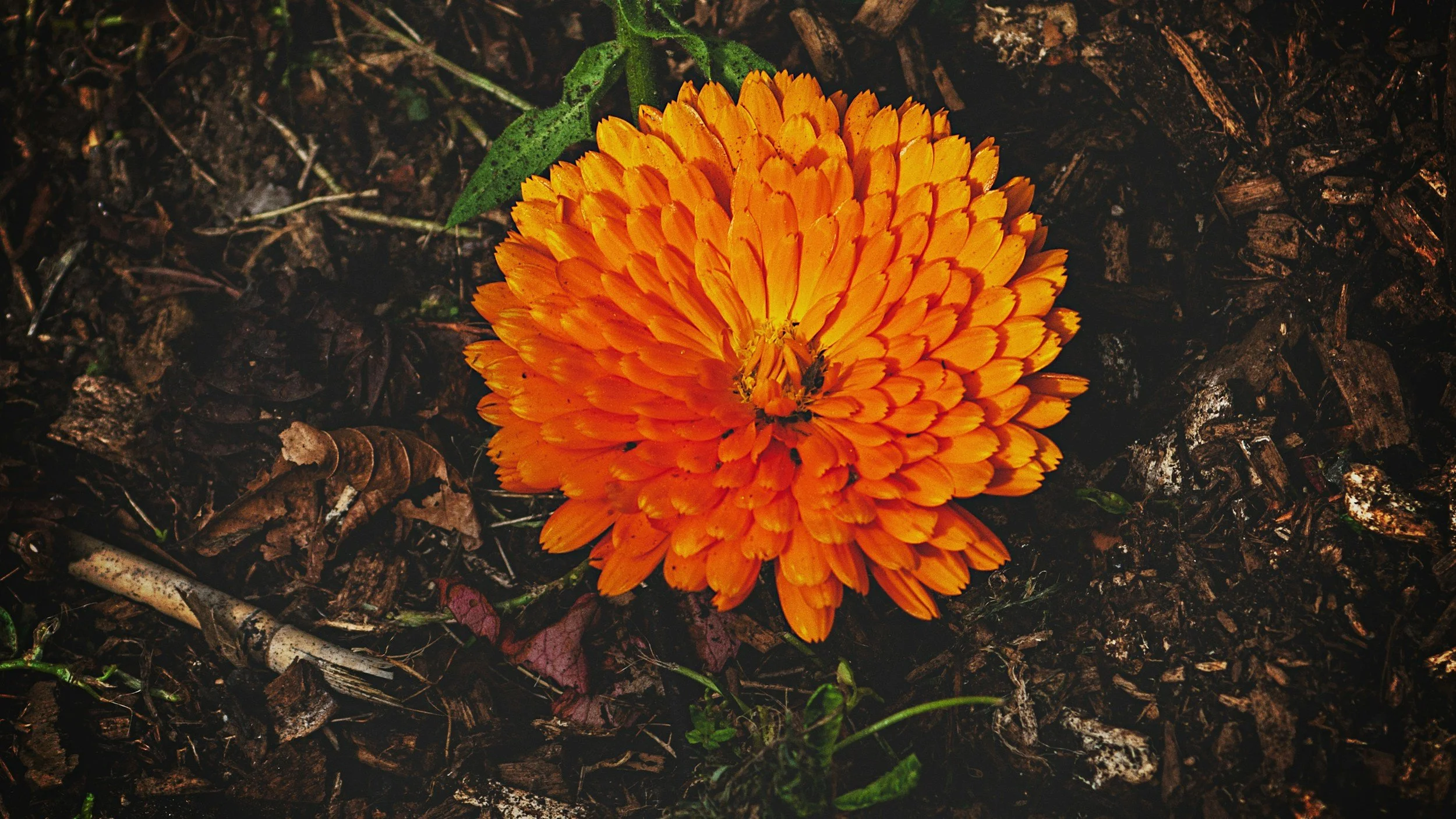 An orange flower with many petals lies on dark soil with some small green leaves and twigs around it.