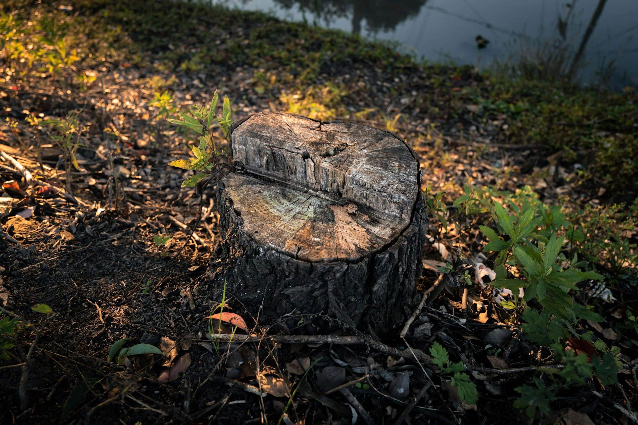 A cut tree trunk on the ground near a body of water, with surrounding green plants and soil.