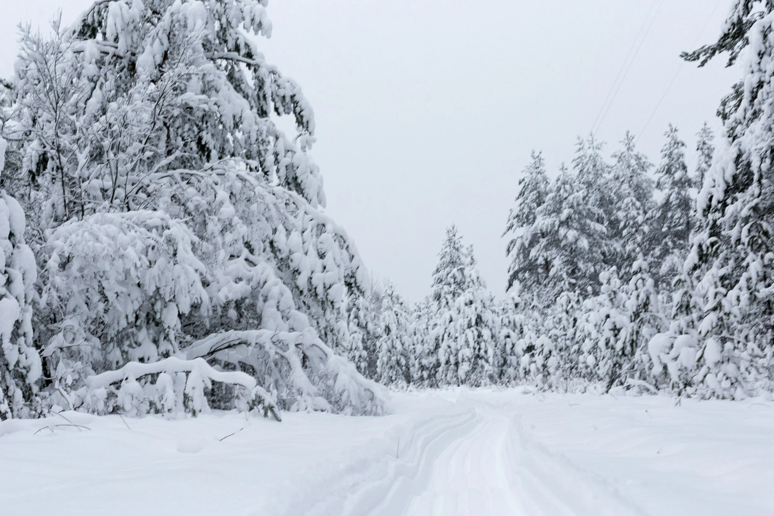 Snow-covered trees lining a snow-packed trail in a winter landscape.