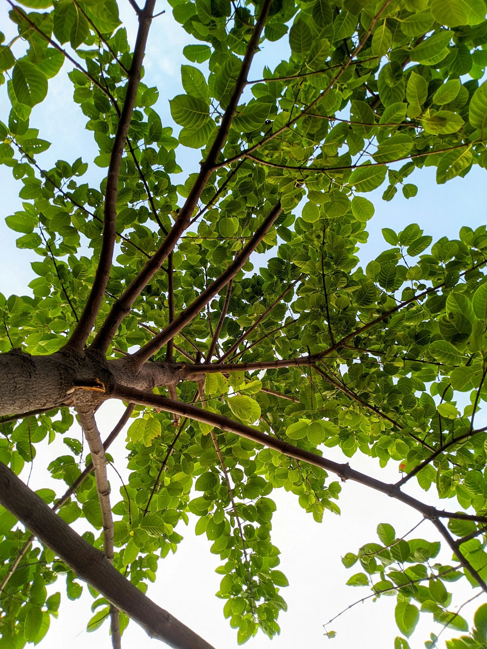 Upward view of a tree with green leaves and brown branches against the sky.