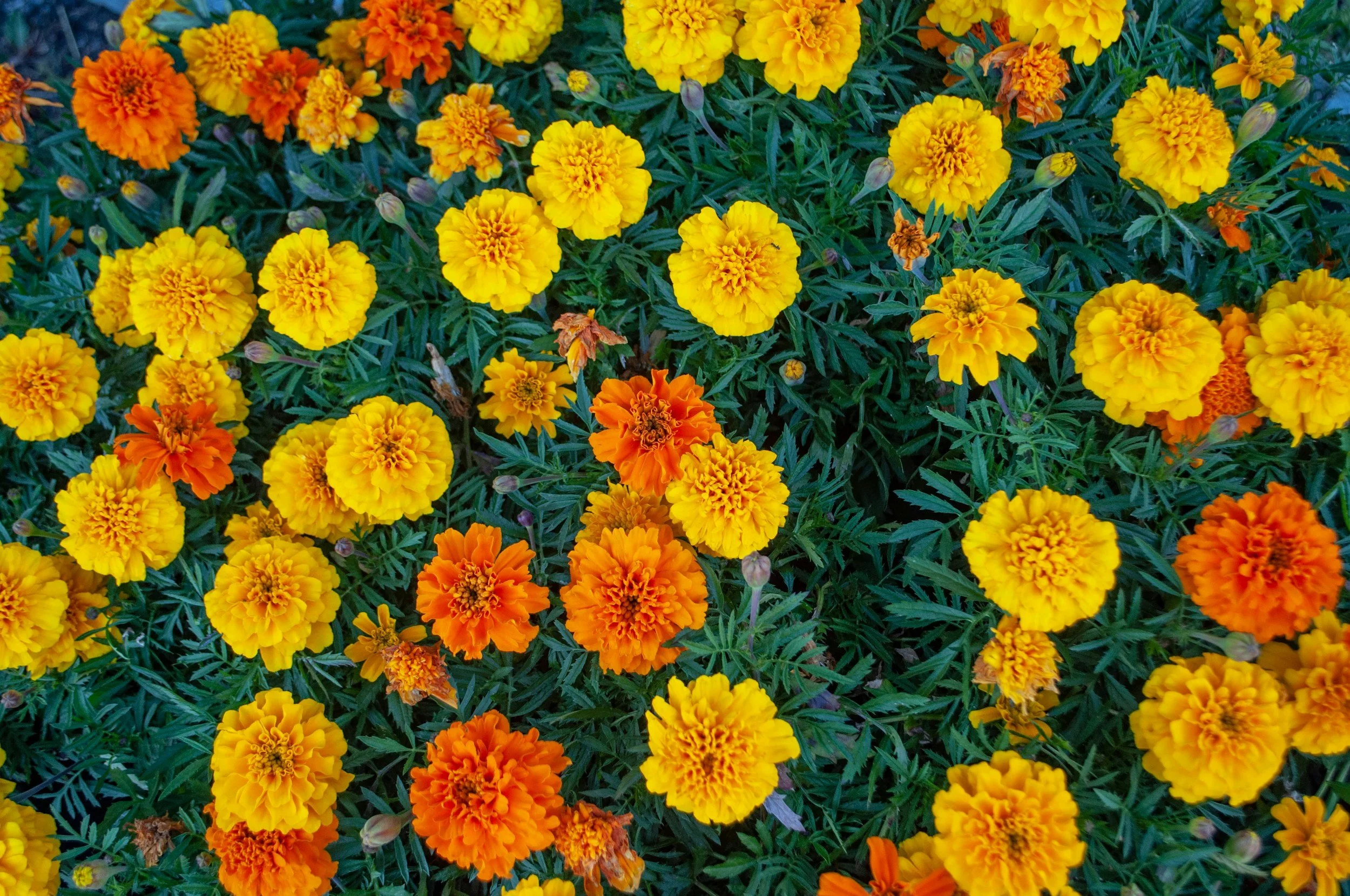 A bed of marigold flowers in shades of yellow and orange with lush green foliage.