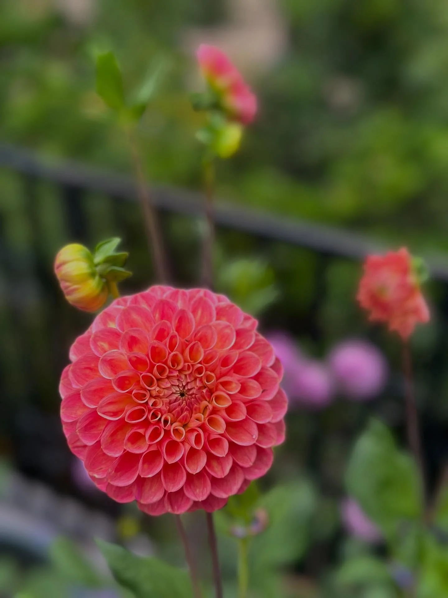 Summer in full swing; Dahlias, Zinnias and sunflowers 🌻 

#flowergarden #summerflowers