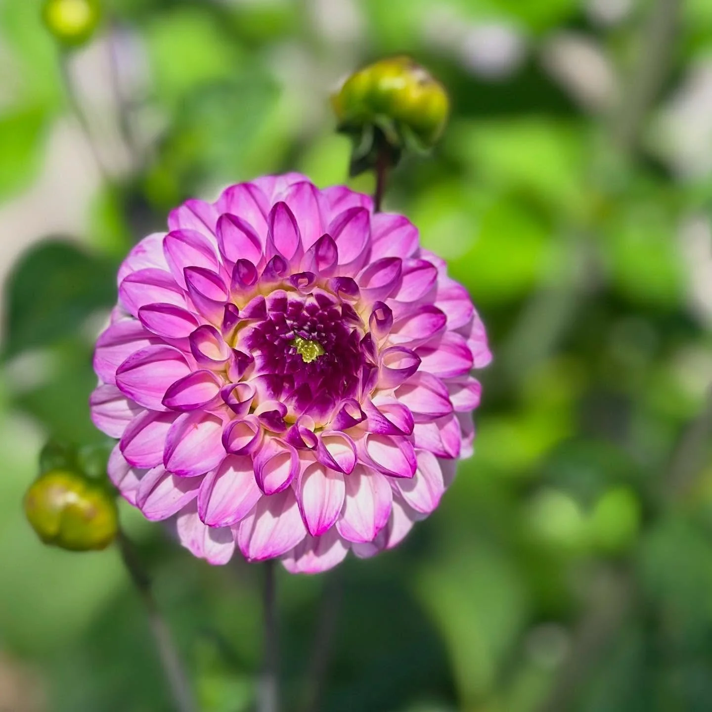First of many Dahlia blooms this summer! Can&rsquo;t wait to start making bouquets with these 💐 
#dahlia #dahliasofinstagram #dahliaseason #dahliaflower #bluemoonbotanicals