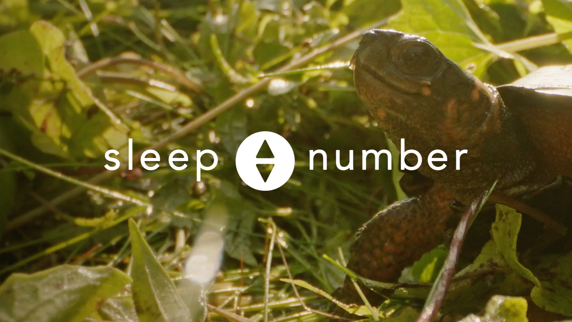 Sleep Number: Nature of Sleep - The Bog Turtle