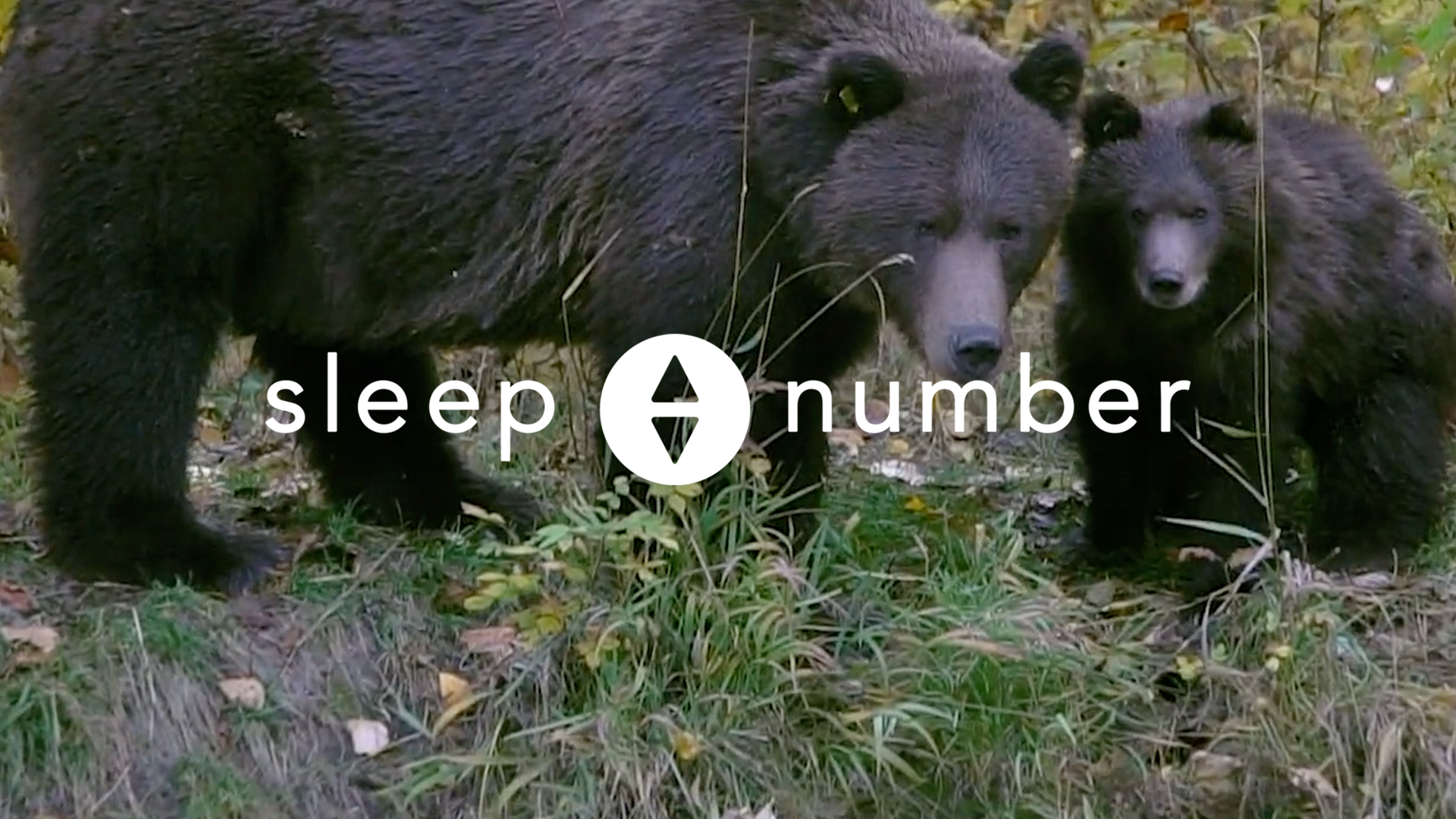 Sleep Number: Nature of Sleep - North American Bears