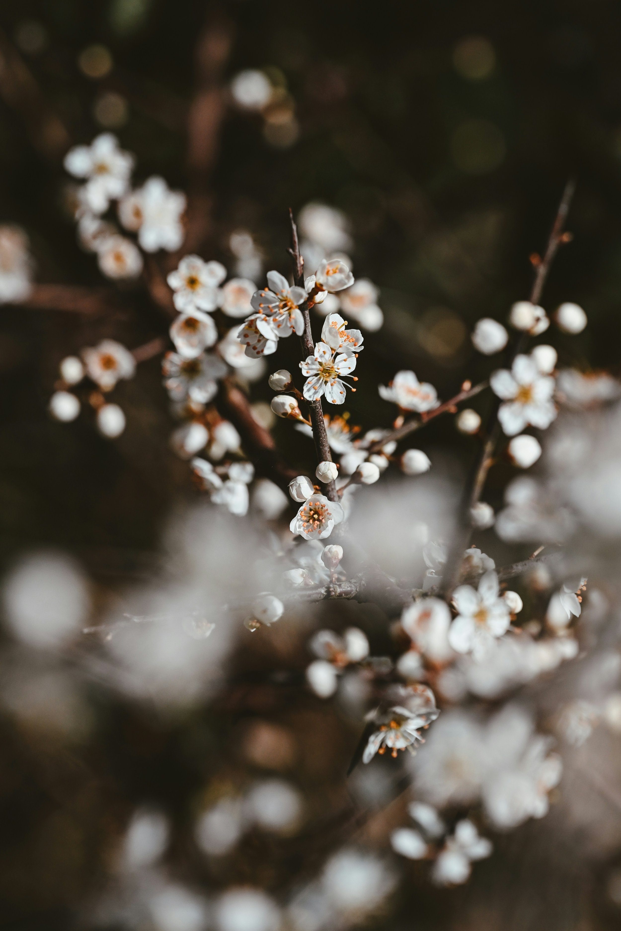 Close-up of blooming white flowers on dark branches, blurred background.