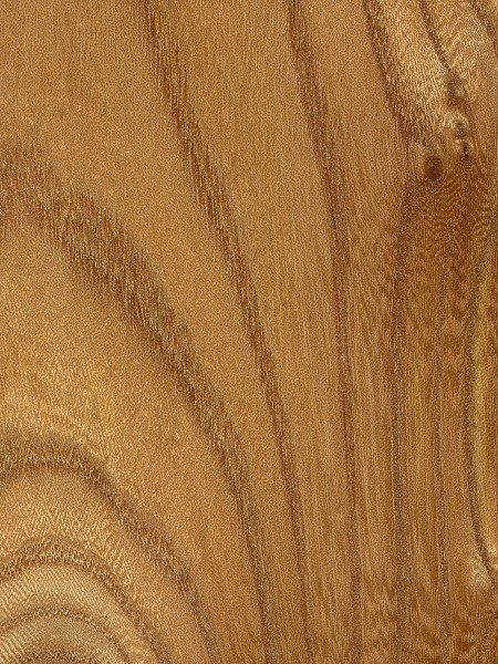 red-elm-sealed.jpg