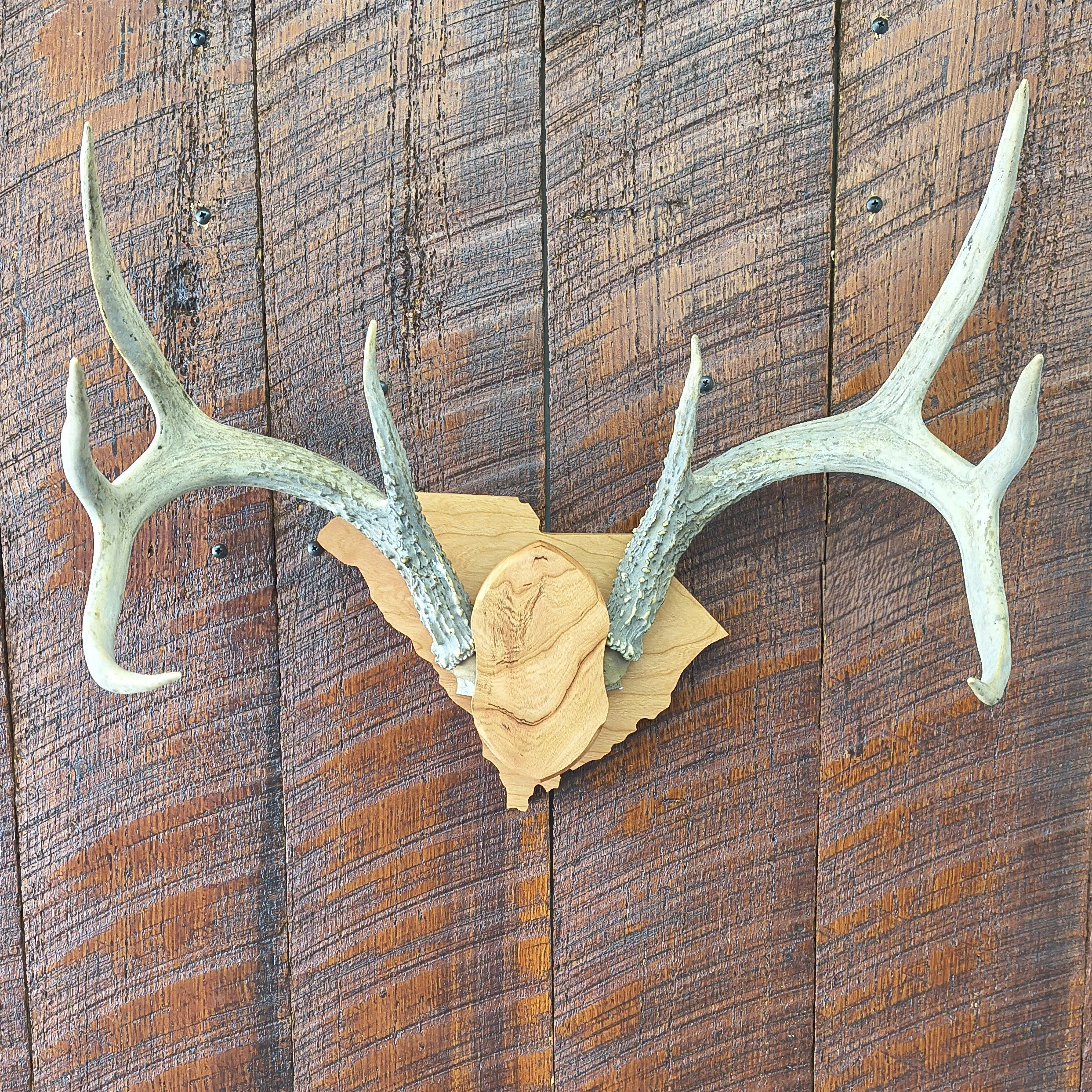 Custom State Shaped Deer Antler Mount