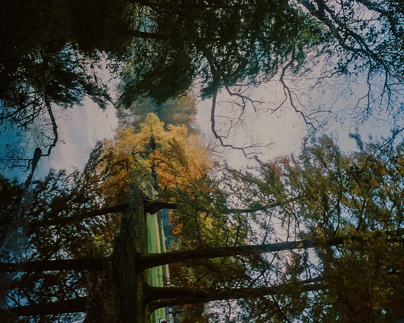 Vue d'un arbre avec des branches dénudées et quelques feuilles vertes dans un parc, avec un ciel légèrement nuageux en arrière-plan.
