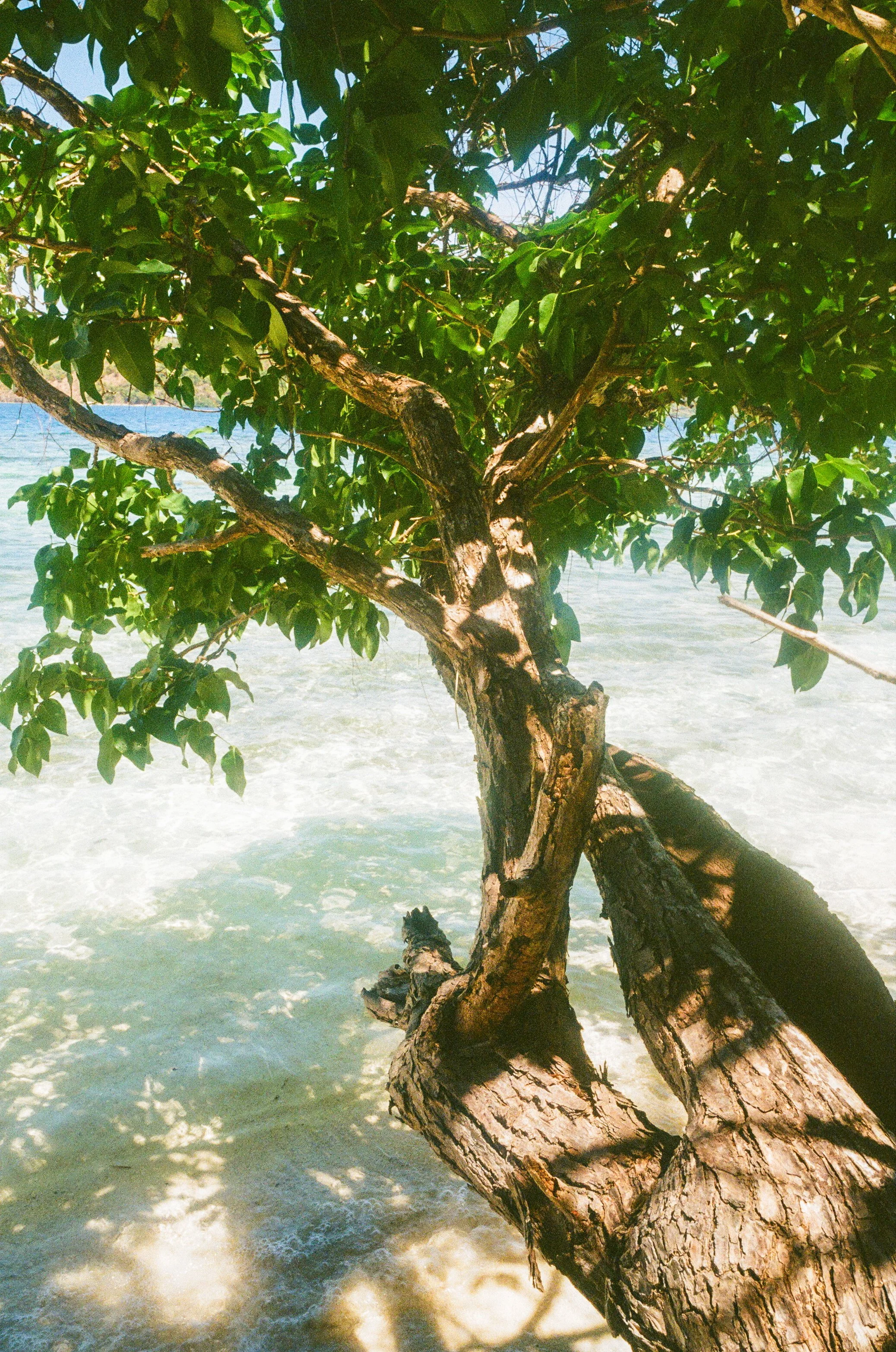 Arbre au bord de l'eau ensoleillée avec feuilles vertes